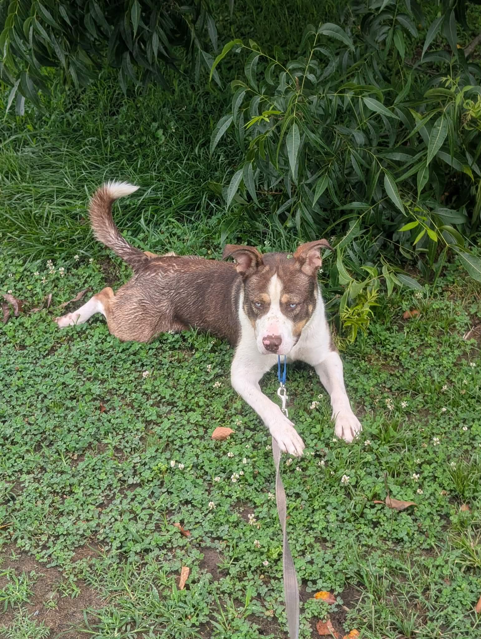 Hodge, a ADOPTABLE mixed breed in Colonial Heights, VA image 2/5