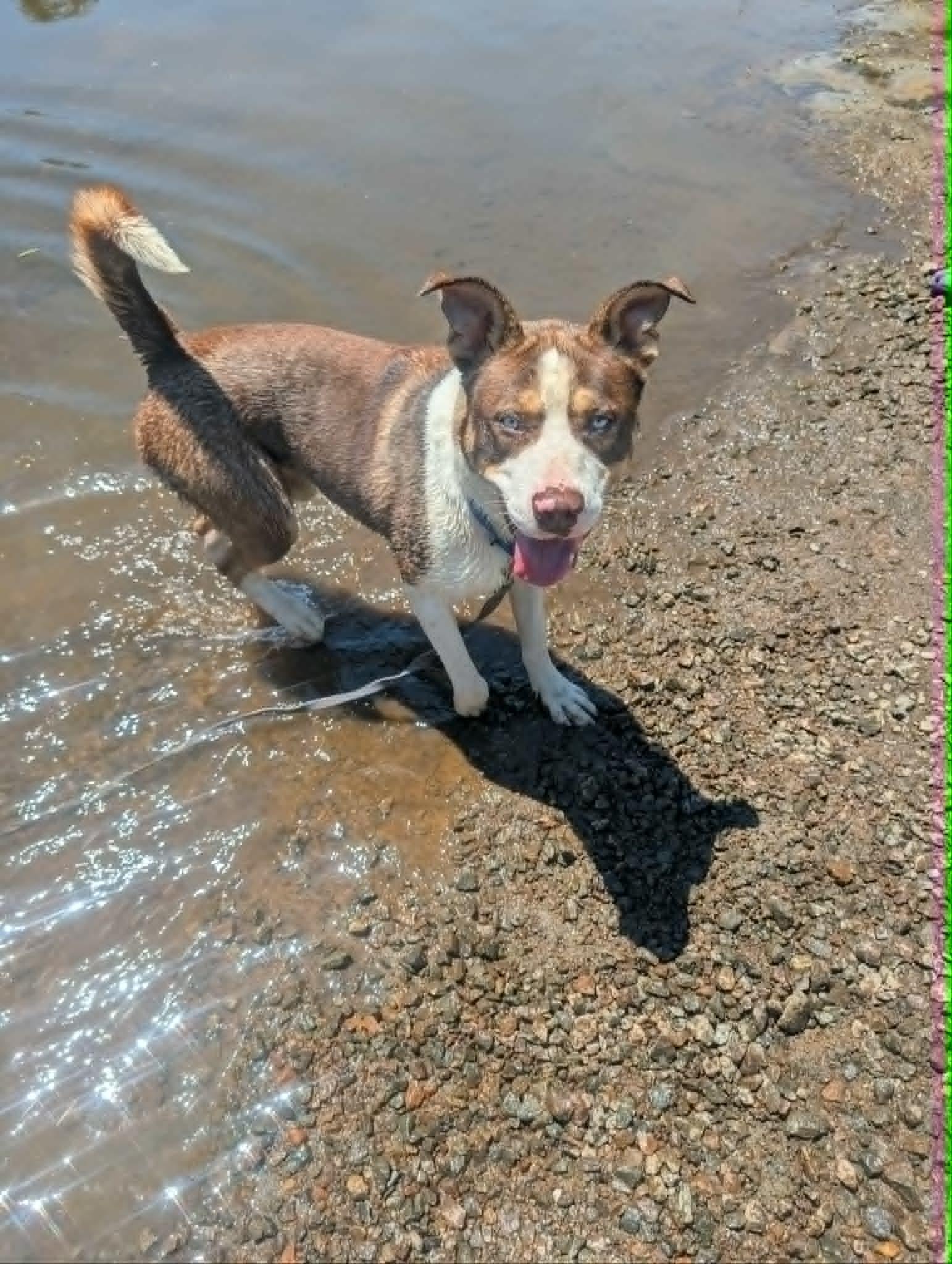 Hodge, a ADOPTABLE mixed breed in Colonial Heights, VA image 1/5
