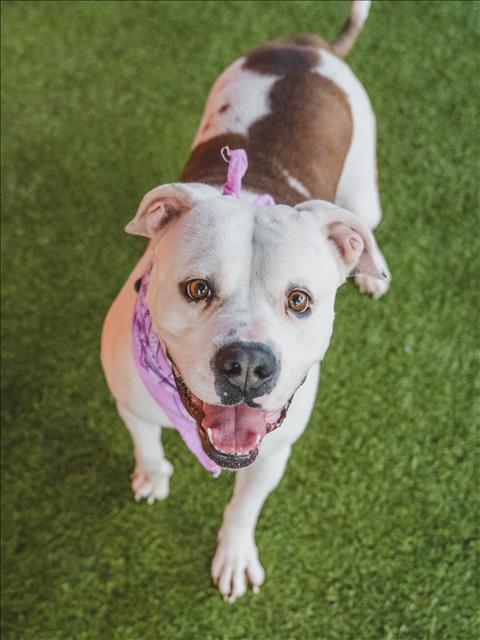Enlarge TRIXIE, a Adoptable American Bulldog in Miami, FL image 1/1