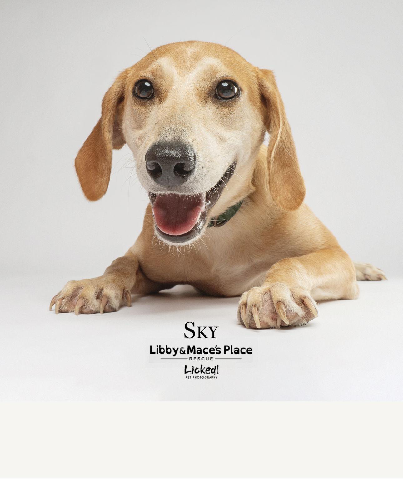 Sky-adoption fee sponsored, Adoptable, Puppy Female Beagle.