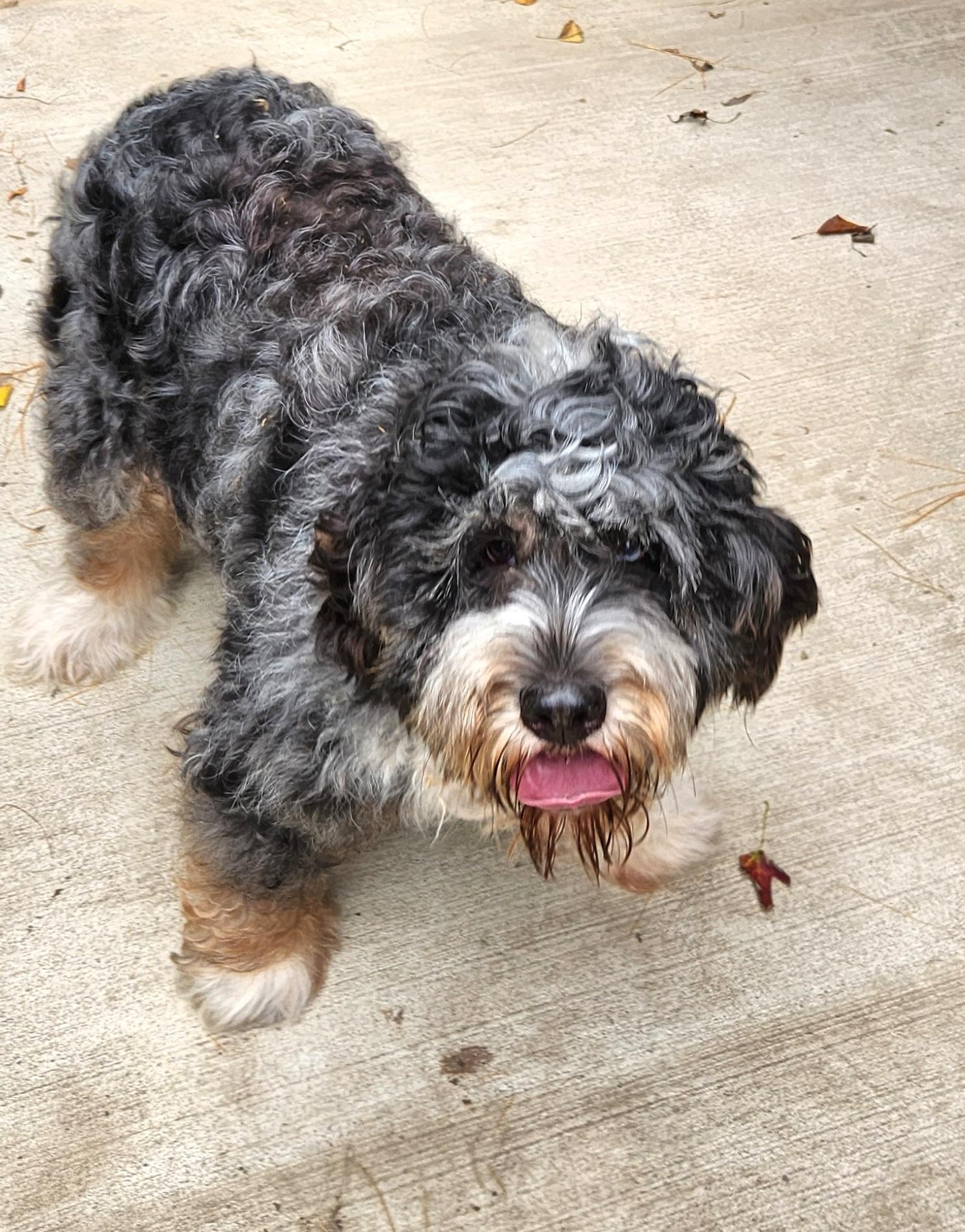 Enlarge Gracie, a Adopted Bernedoodle in Liberty Center, OH image 3/6