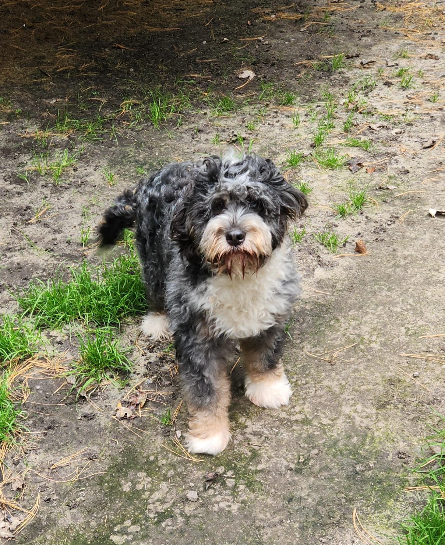 Enlarge Gracie, a Adopted Bernedoodle in Liberty Center, OH image 5/6