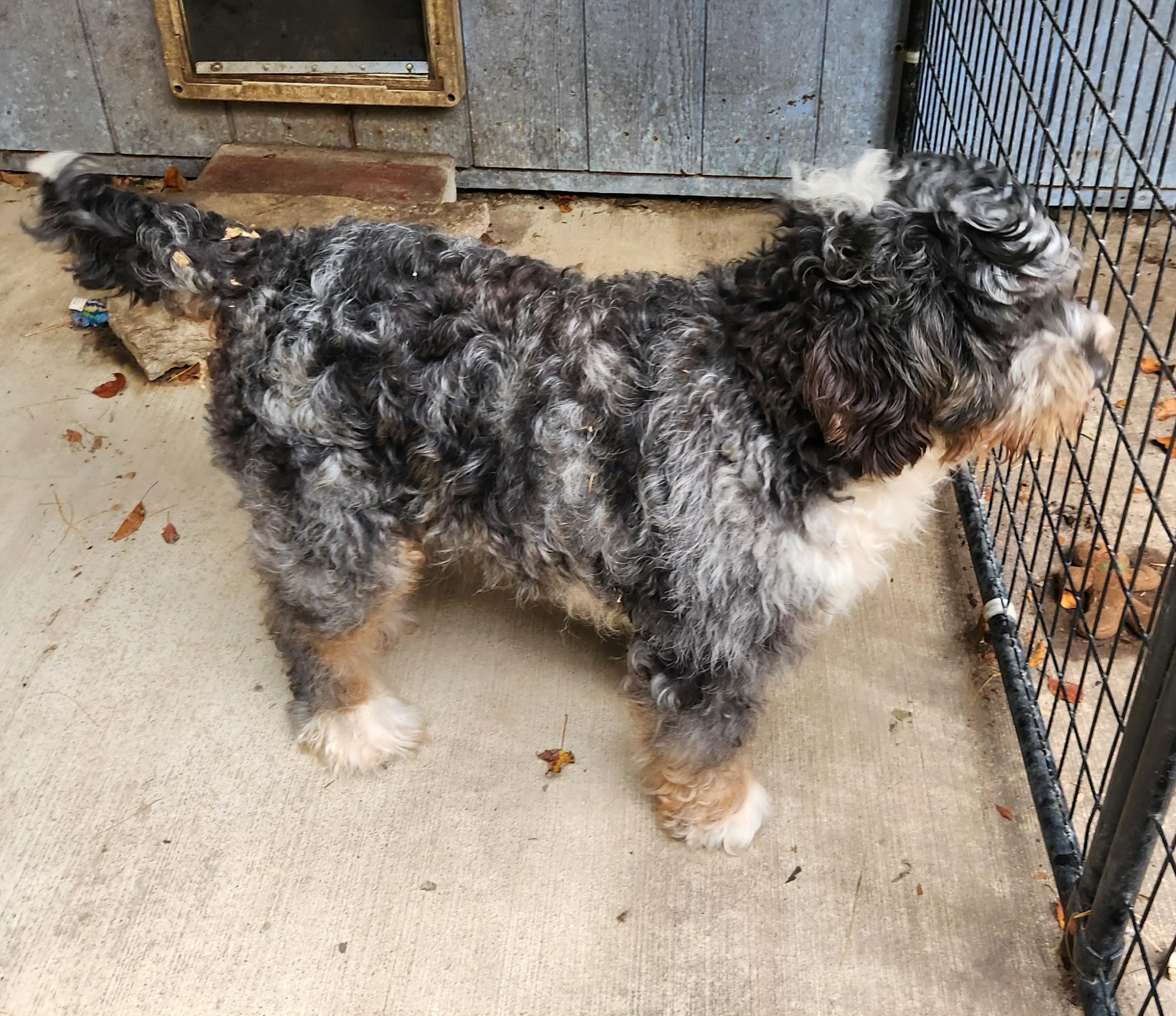 Enlarge Gracie, a Adopted Bernedoodle in Liberty Center, OH image 4/6