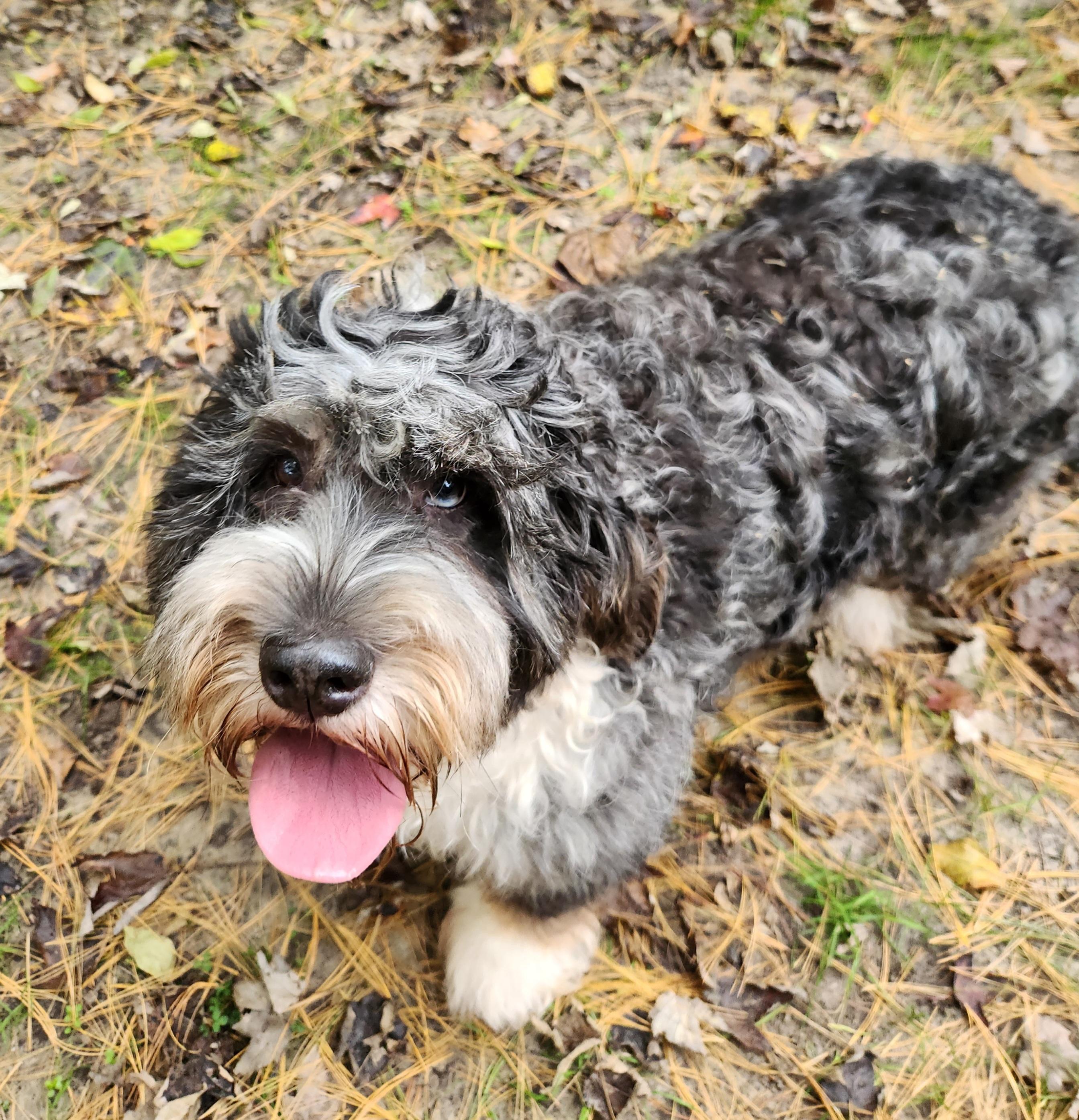 Enlarge Gracie, a Adopted Bernedoodle in Liberty Center, OH image 6/6