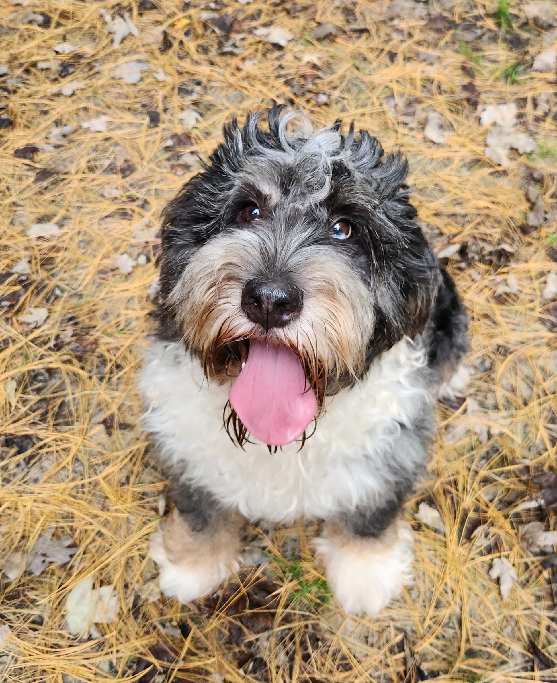Gracie, Adoptable, Young Female Bernedoodle.