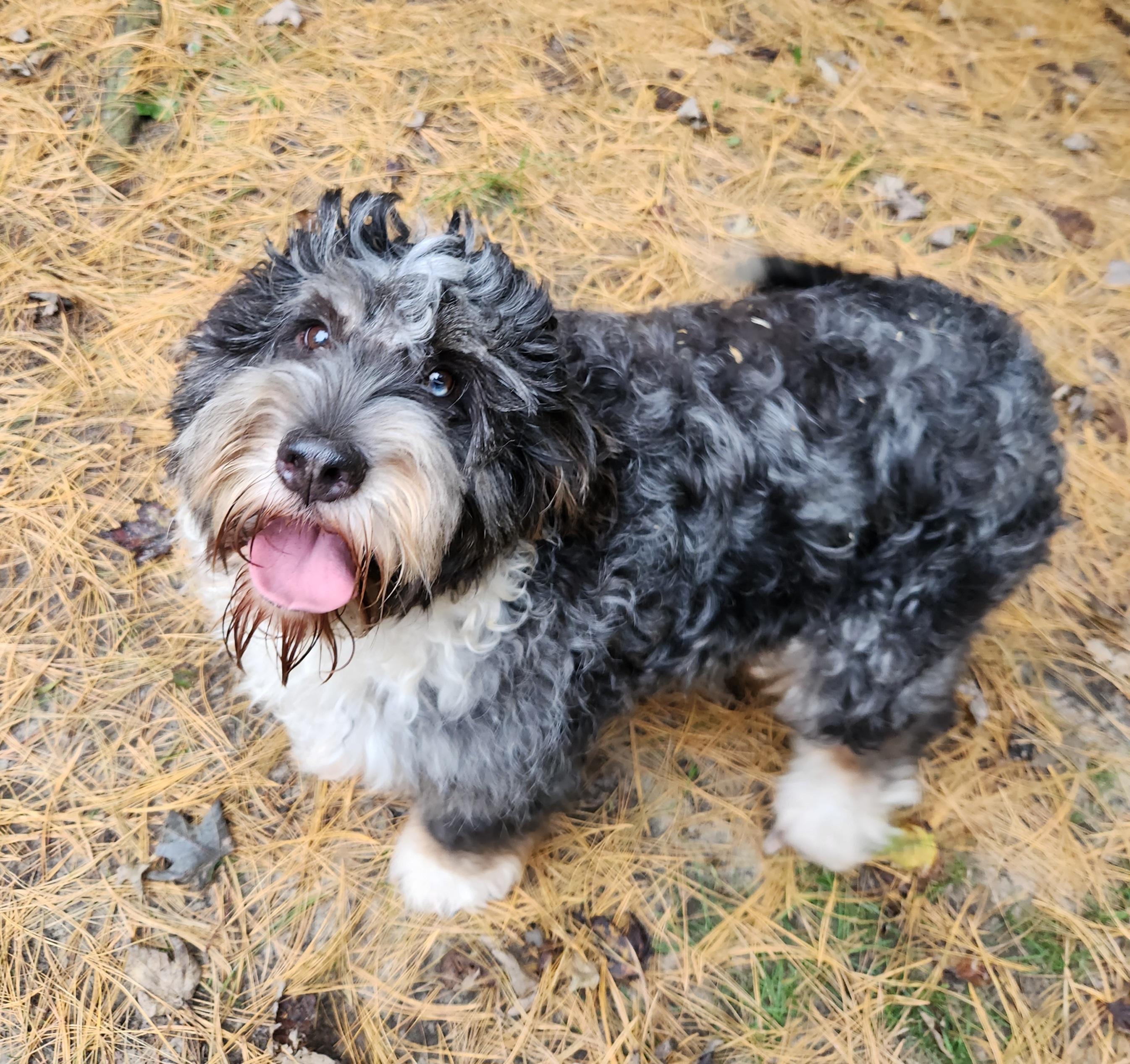 Enlarge Gracie, a Adopted Bernedoodle in Liberty Center, OH image 2/6