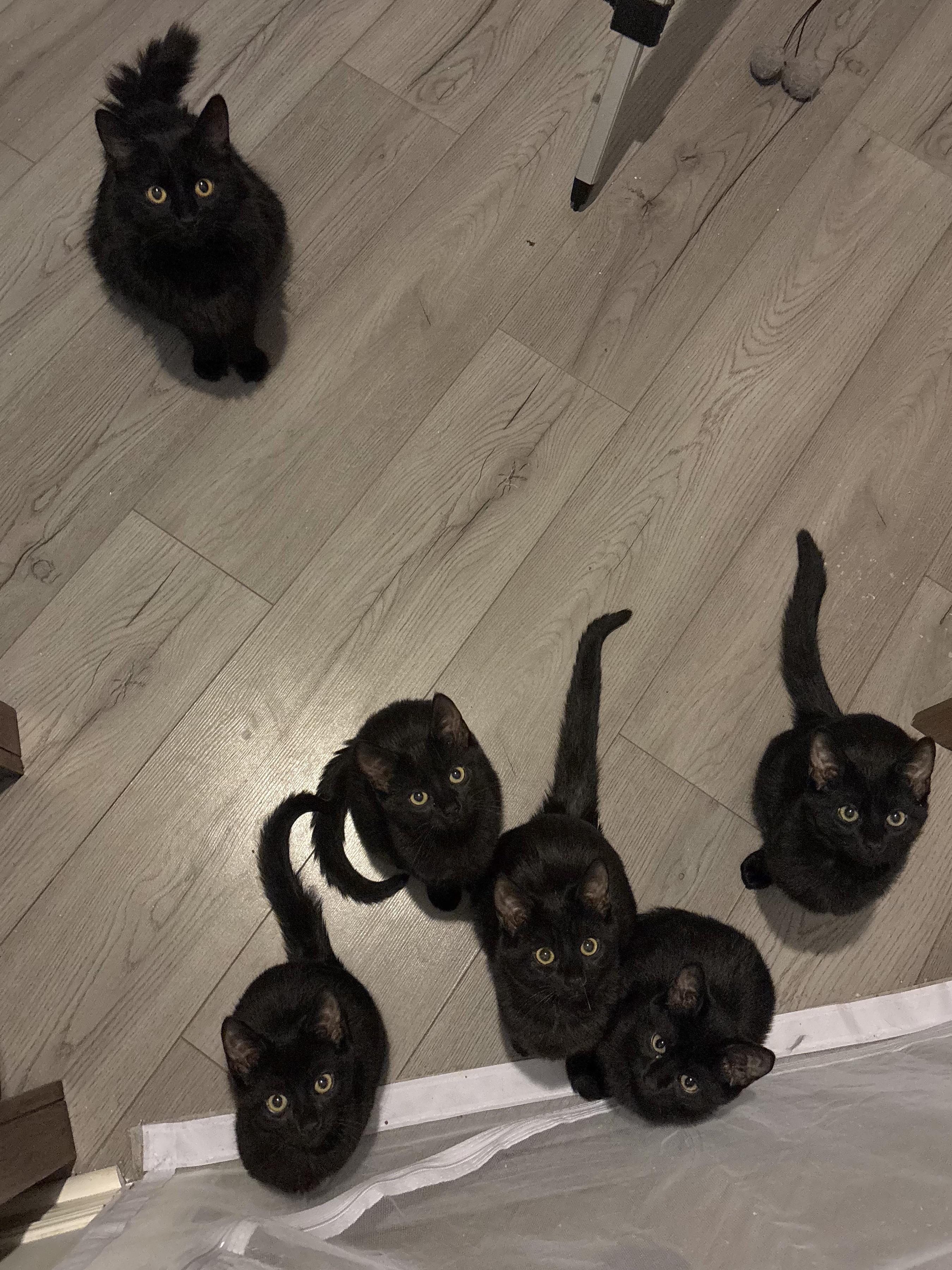 Enlarge Gontrand (FF/FA), a ADOPTABLE Domestic Short Hair in Sainte-Angele-de-Monnoir, QC image 3/5