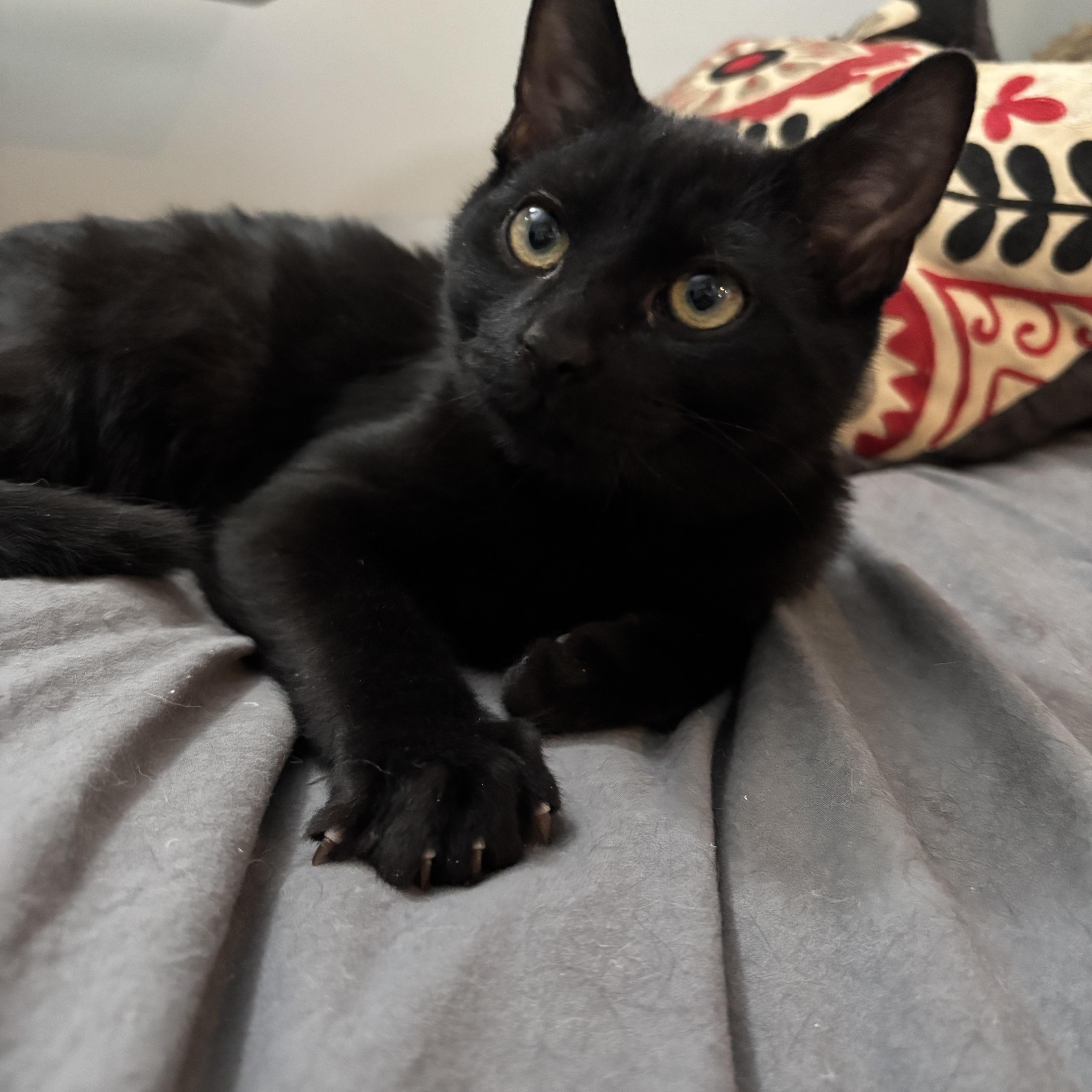 Gontrand (FF/FA), ADOPTABLE, Kitten Male Domestic Short Hair.