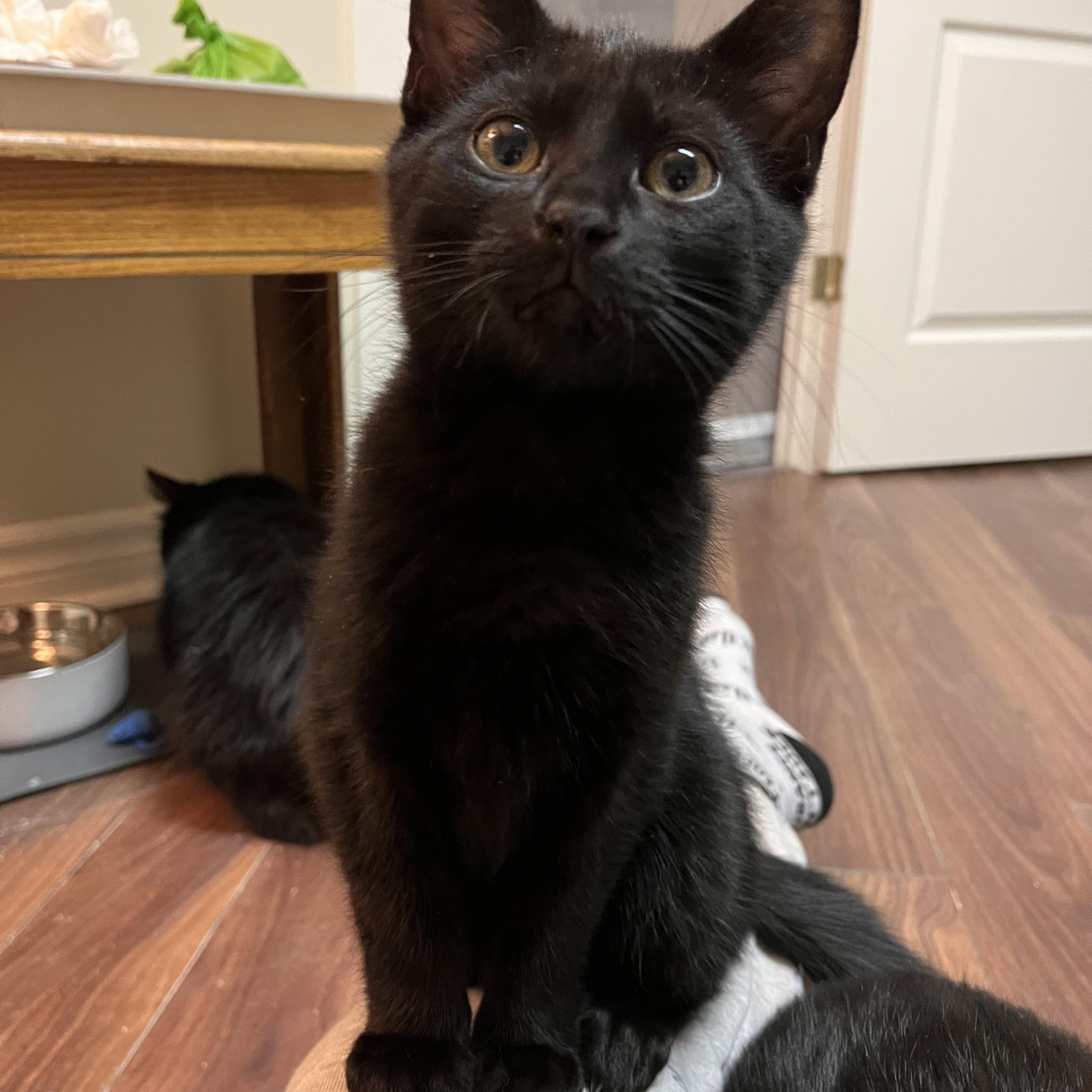 Enlarge Gontrand (FF/FA), a ADOPTABLE Domestic Short Hair in Sainte-Angele-de-Monnoir, QC image 2/5