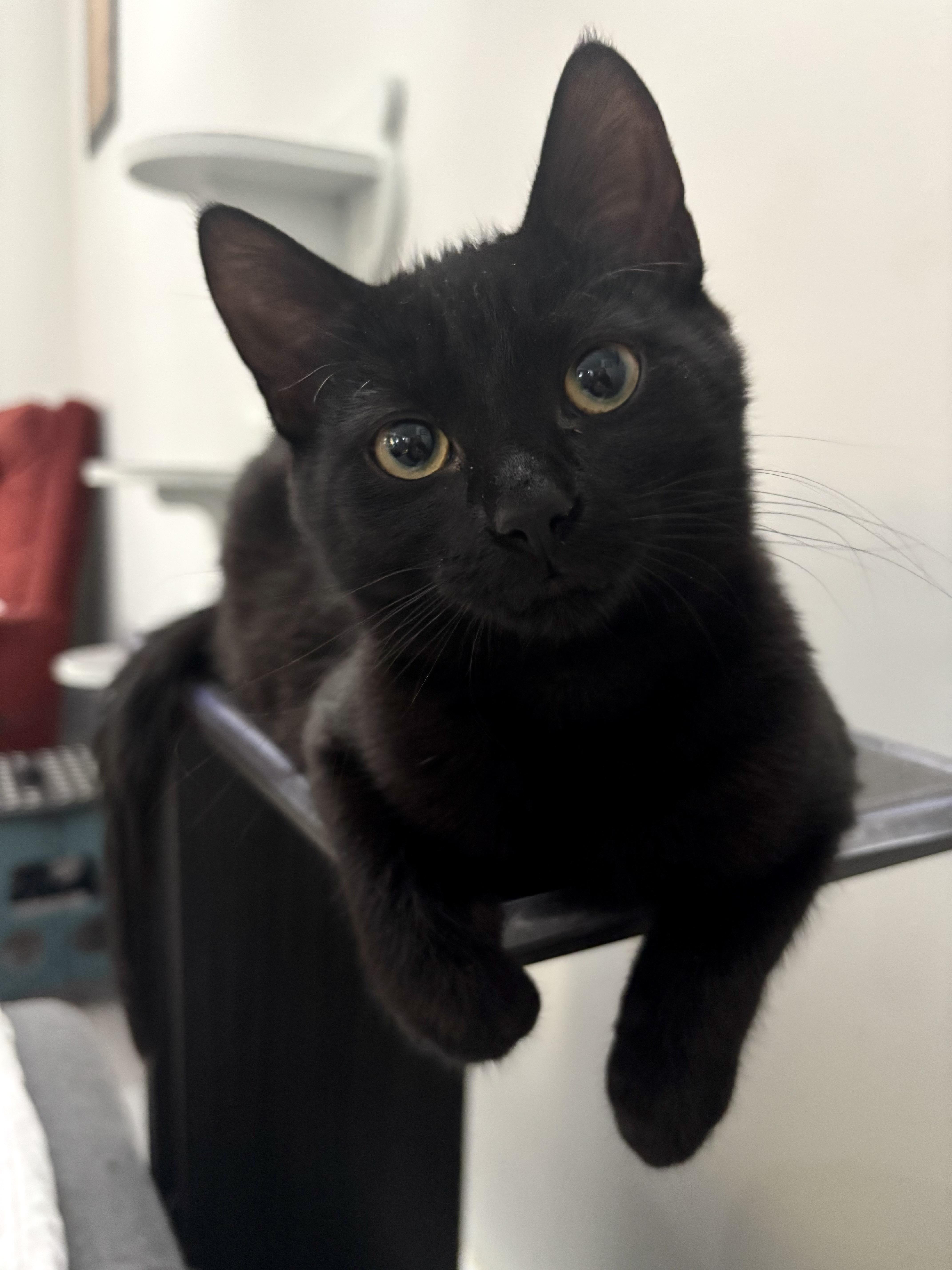 Enlarge Gontrand (FF/FA), a ADOPTABLE Domestic Short Hair in Sainte-Angele-de-Monnoir, QC image 5/5