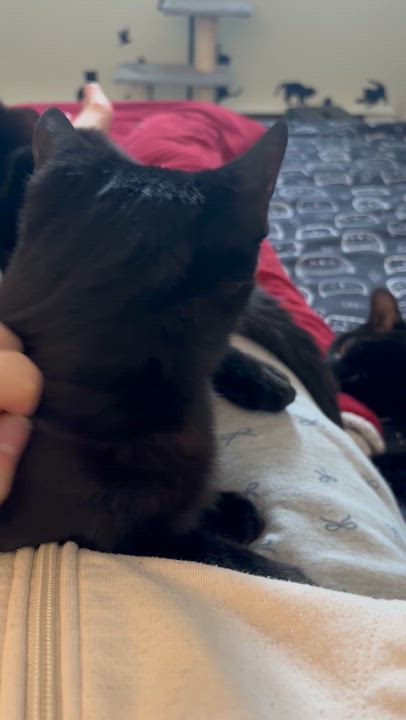 Enlarge Gontrand (FF/FA), a ADOPTABLE Domestic Short Hair in Sainte-Angele-de-Monnoir, QC video 4/5