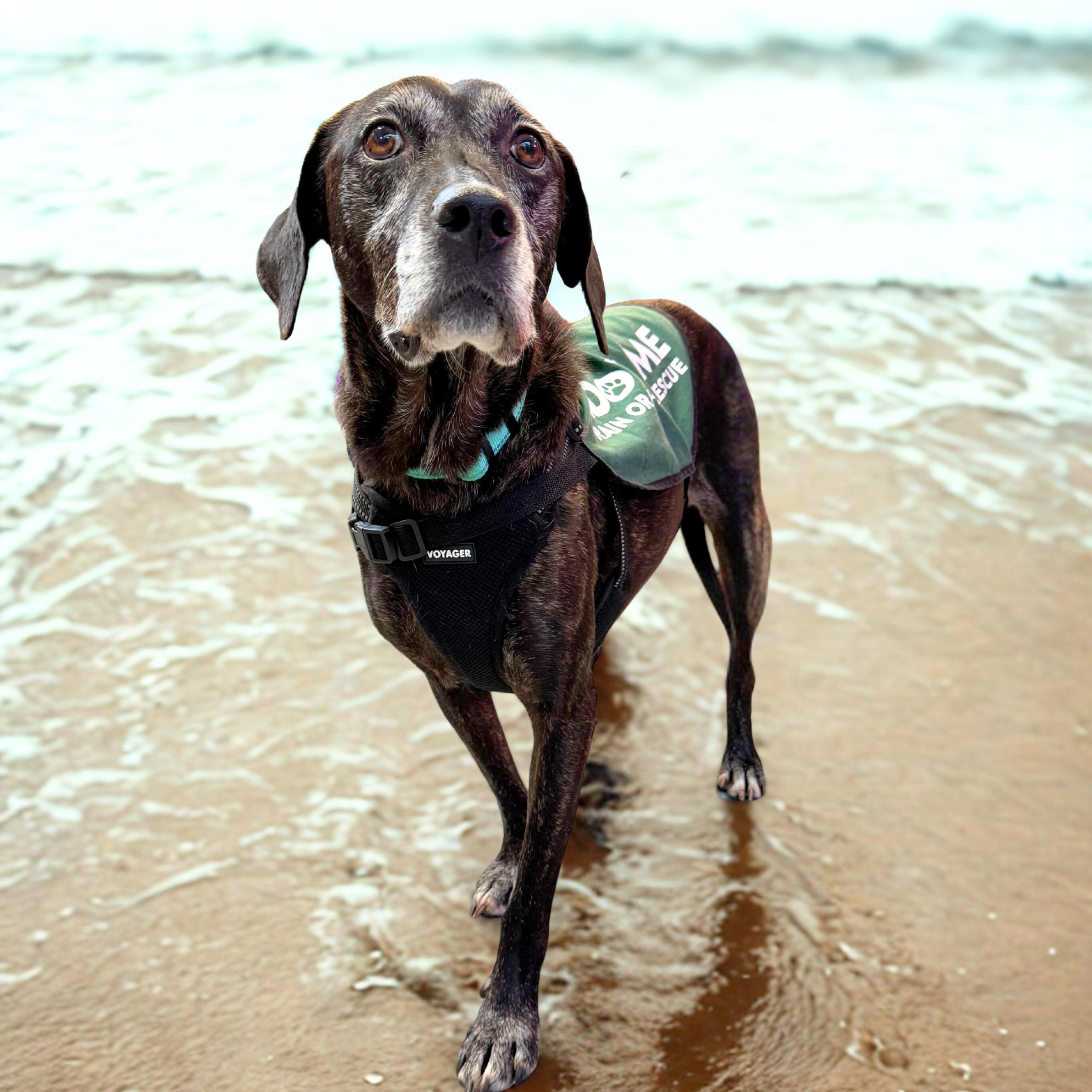 Orvis