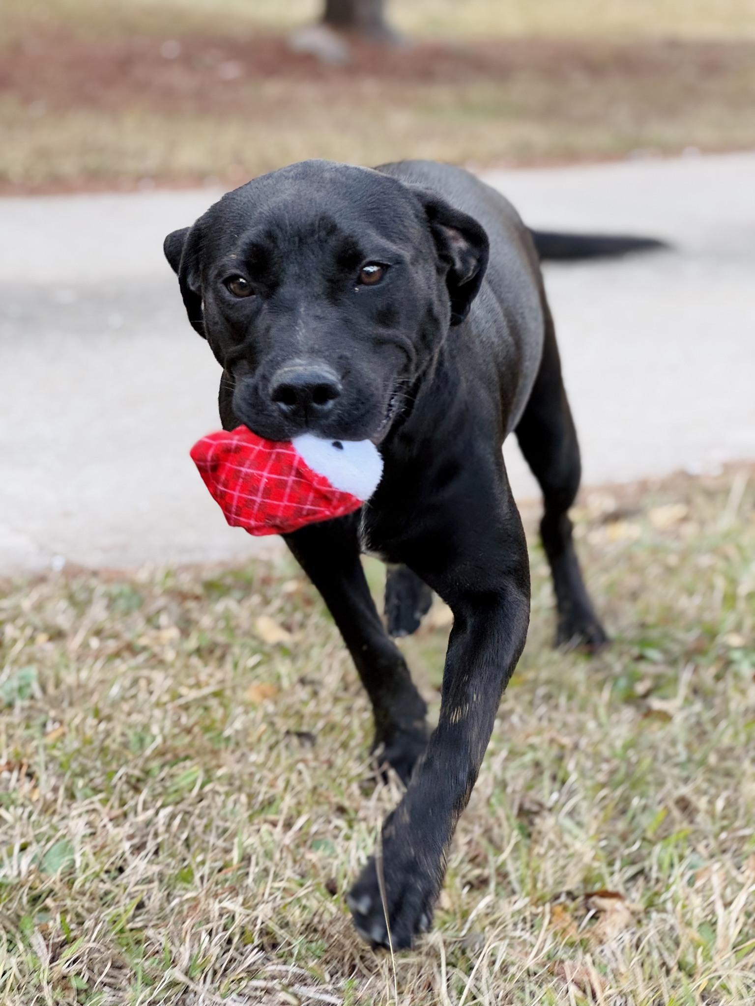 Ellie, a Adoptable mixed breed image 2/6