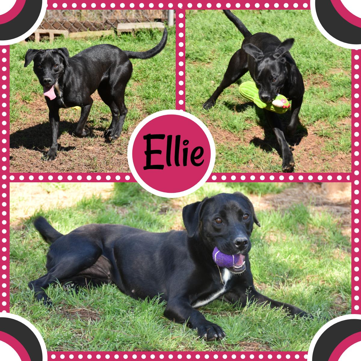 Ellie, Adoptable, Adult Female Pit Bull Terrier.