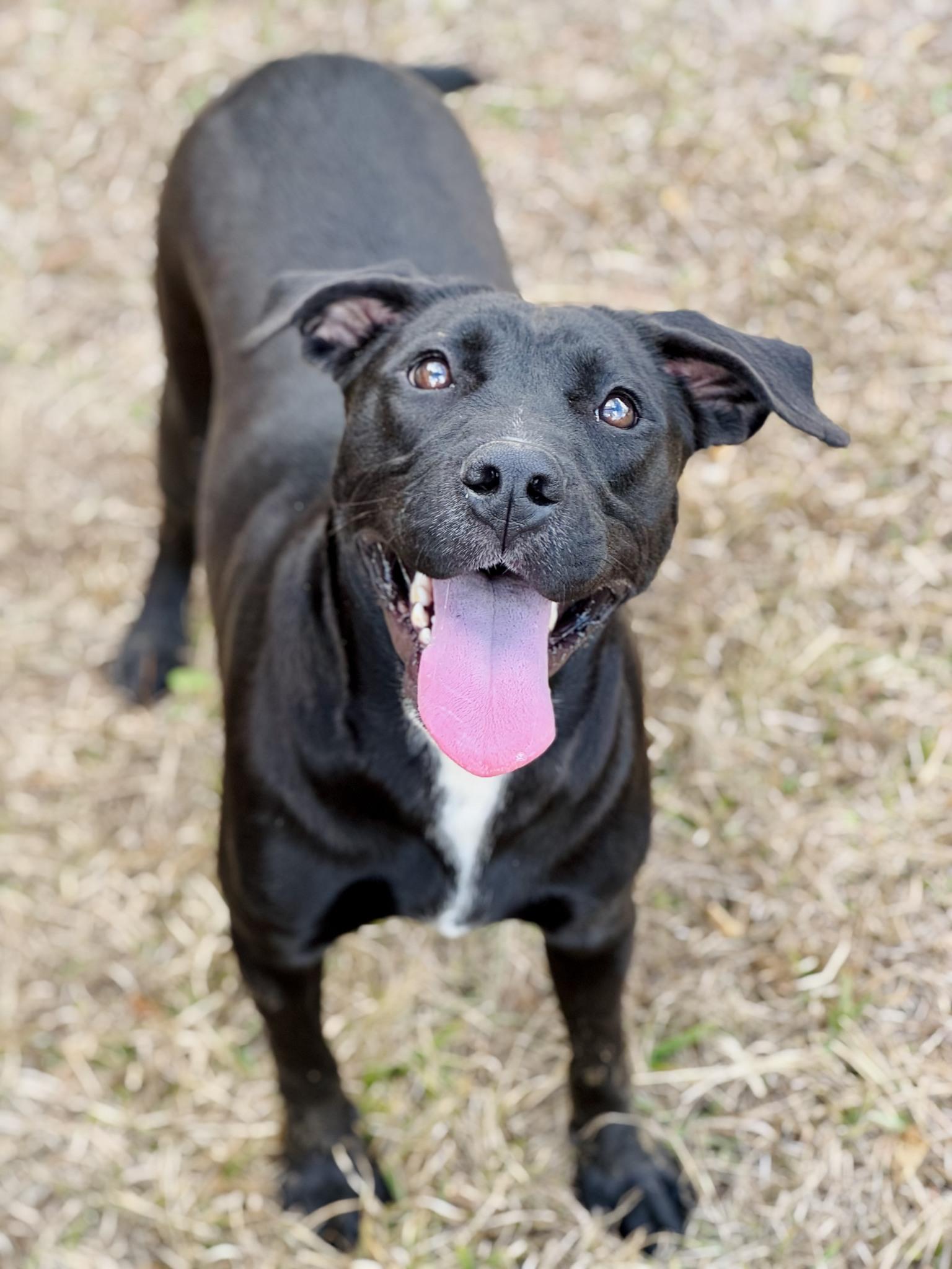 Ellie, a Adoptable mixed breed image 3/6