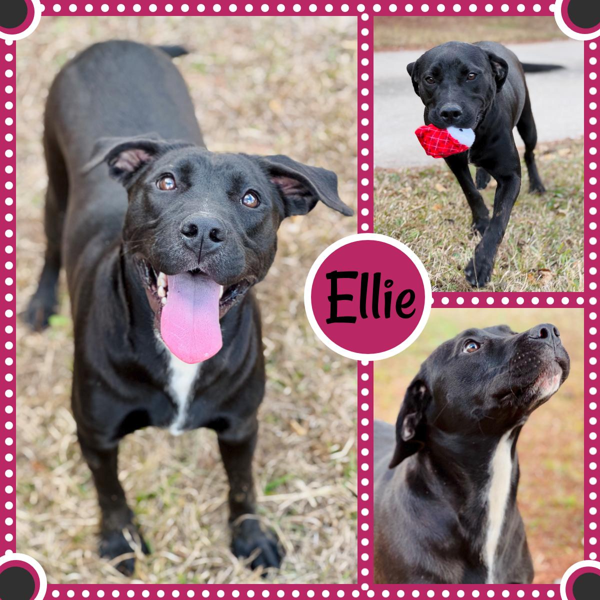 Ellie, Adoptable, Young Female Pit Bull Terrier.