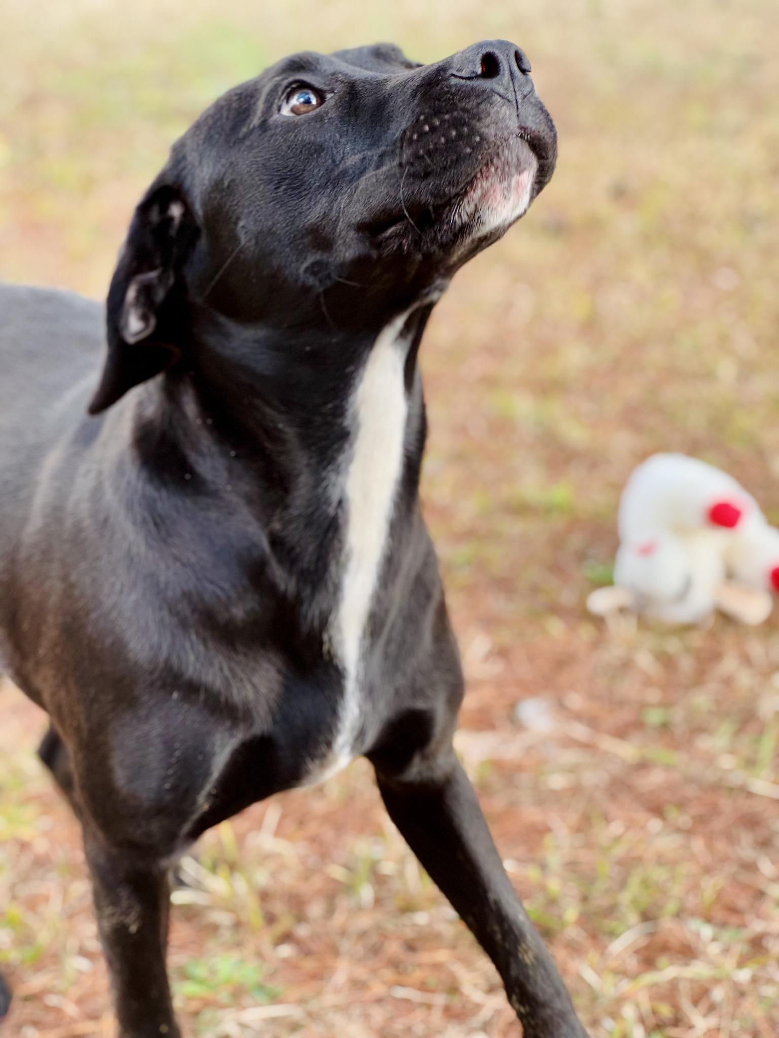 Ellie, a Adoptable mixed breed image 4/6