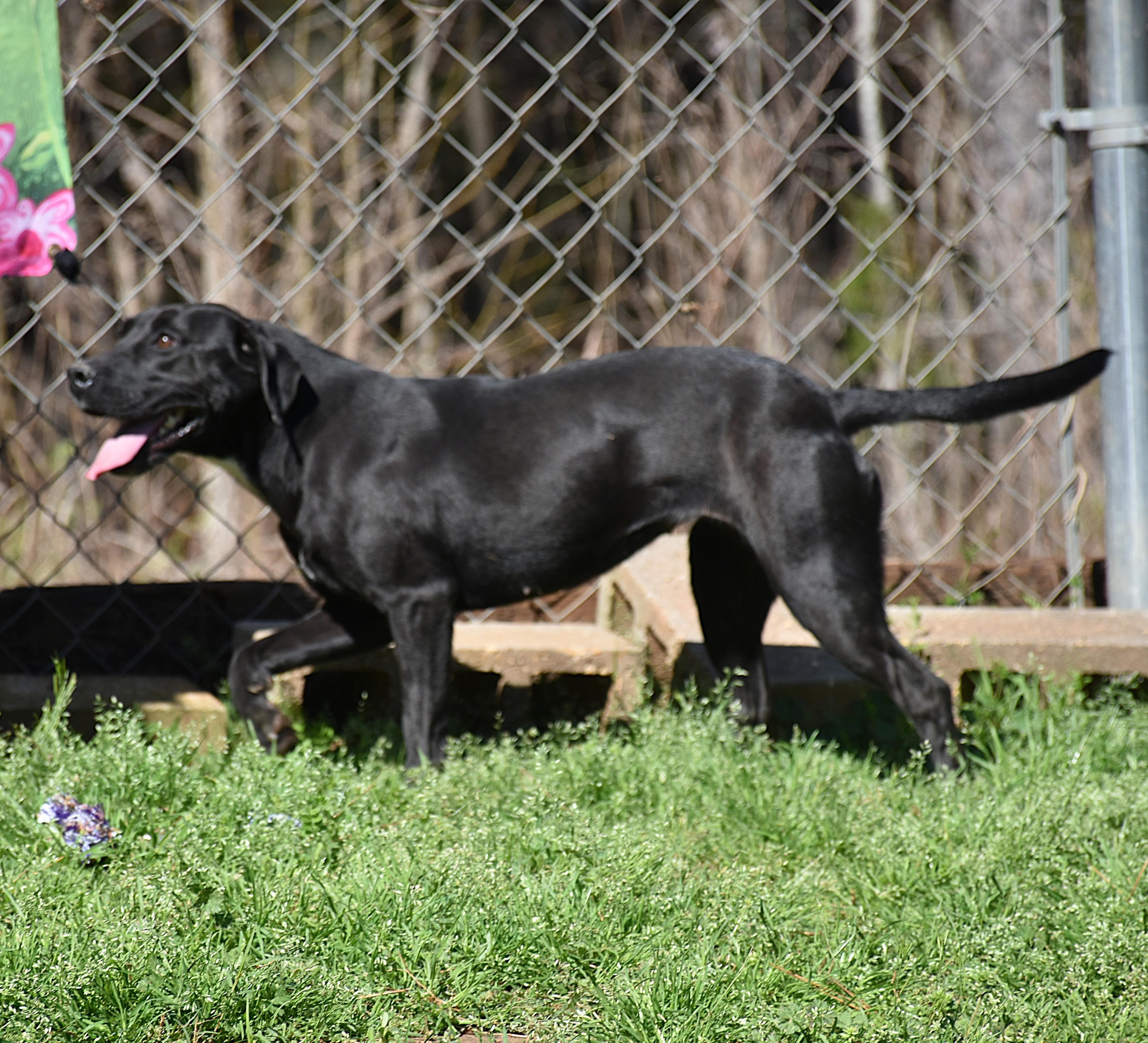 Enlarge Ellie, a Adoptable mixed breed in Wedowee, AL image 4/6