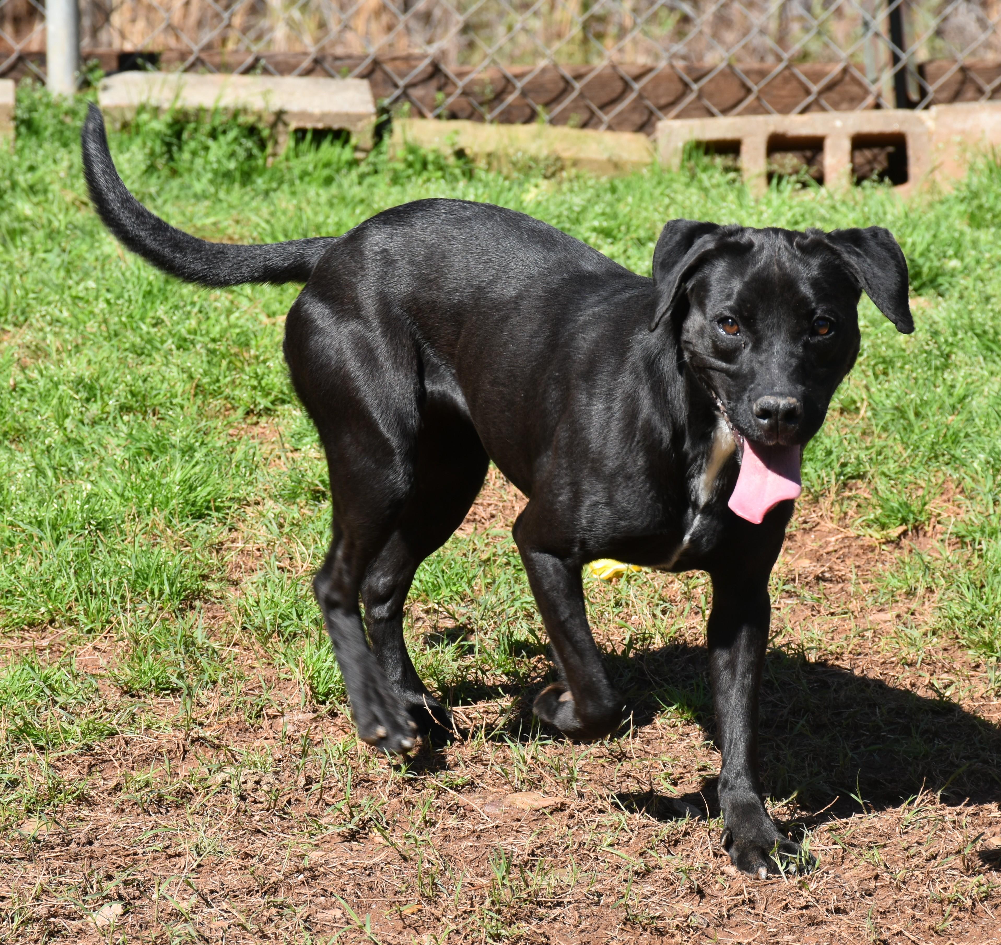 Enlarge Ellie, a Adoptable mixed breed in Wedowee, AL image 2/6