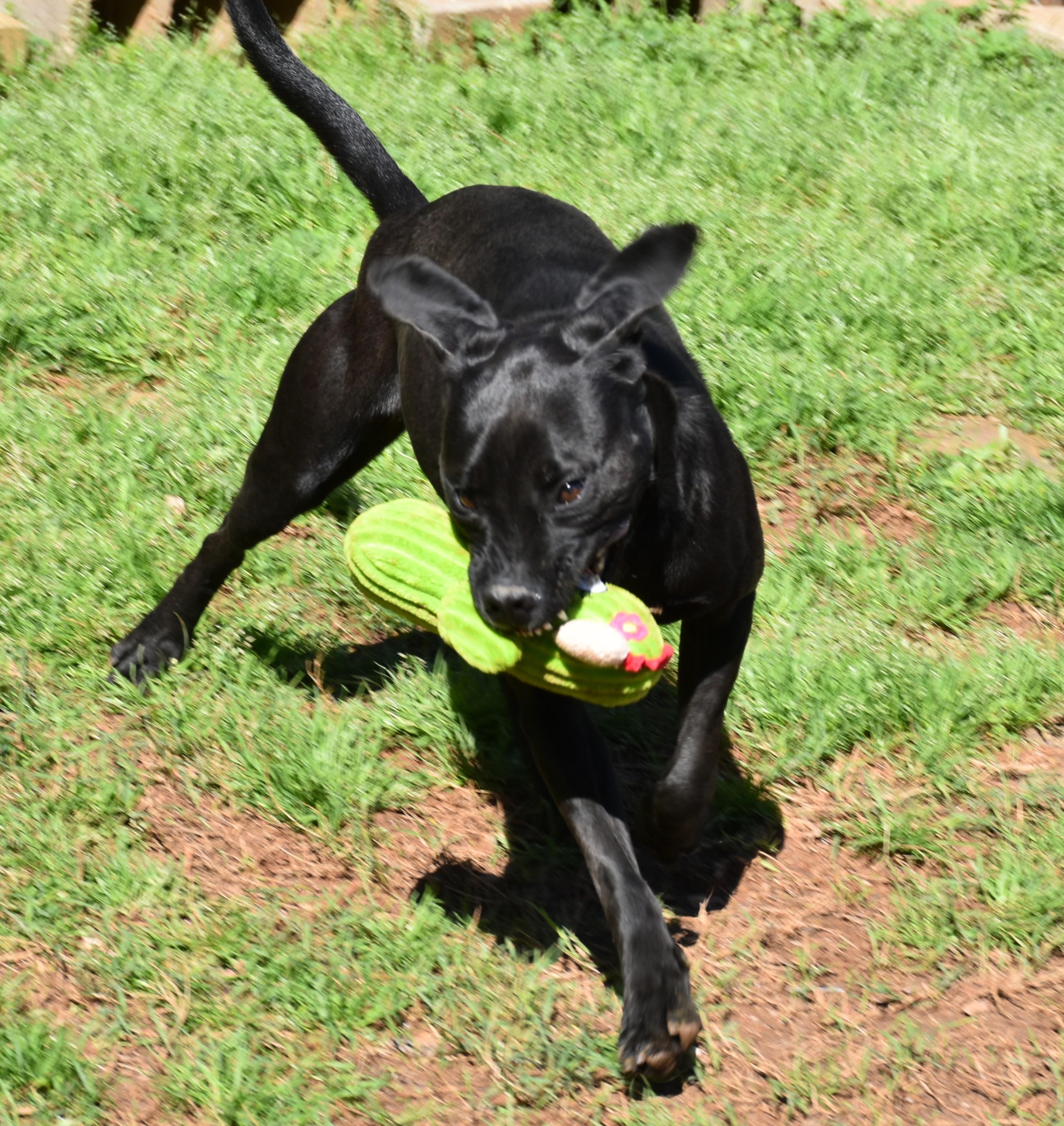 Enlarge Ellie, a Adoptable mixed breed in Wedowee, AL image 3/6
