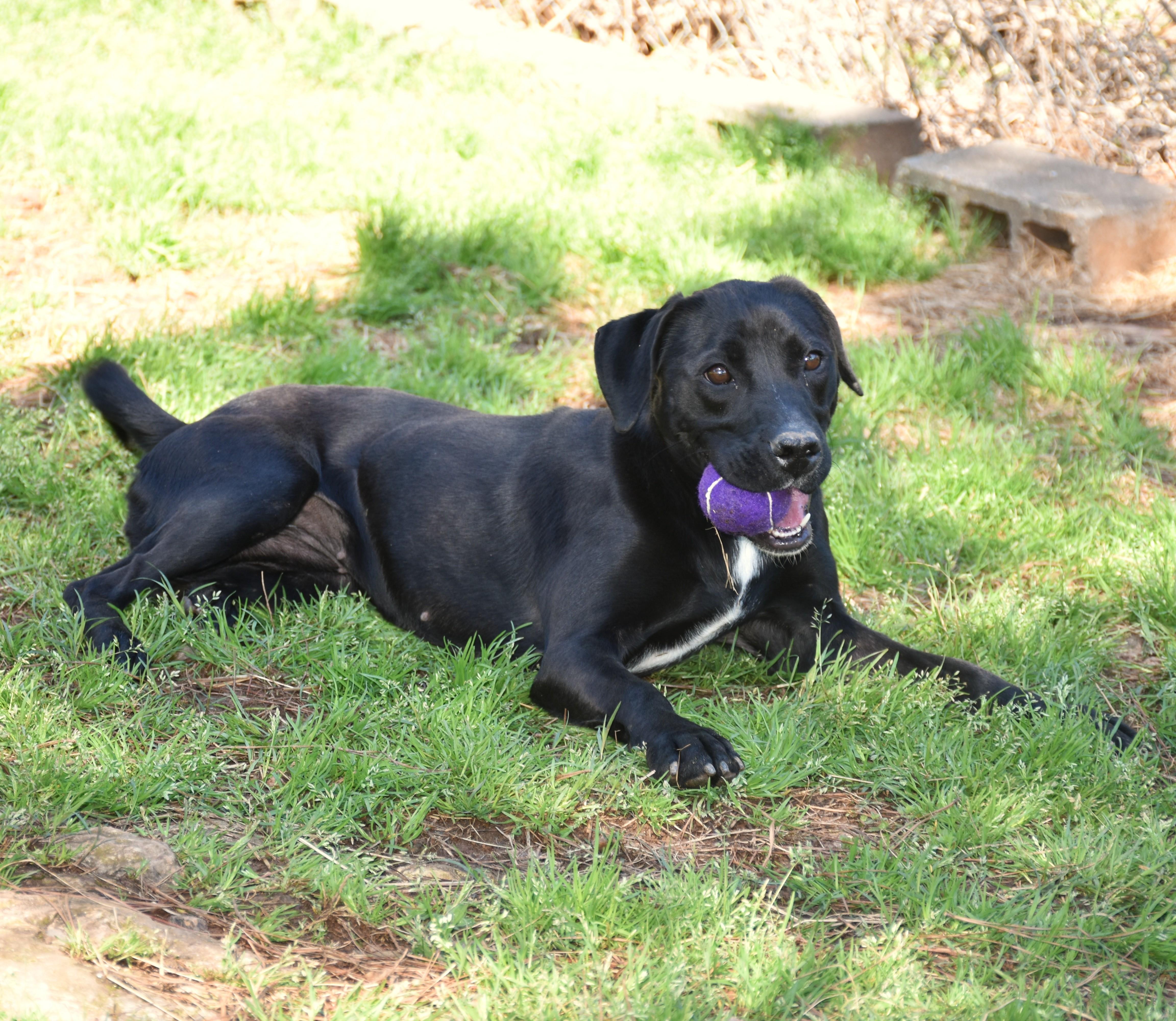 Enlarge Ellie, a Adoptable mixed breed in Wedowee, AL image 5/6