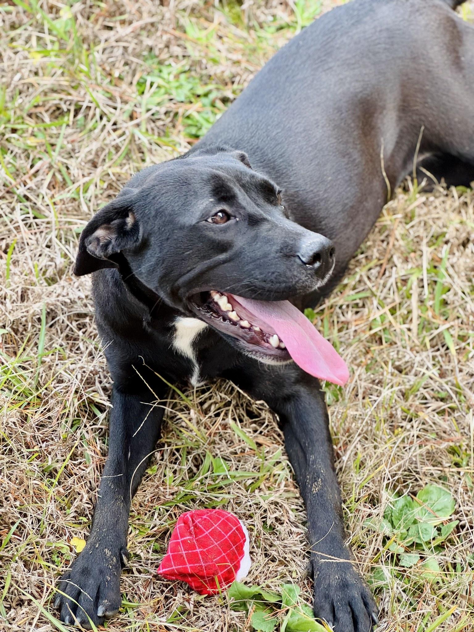 Ellie, a Adoptable mixed breed image 5/6