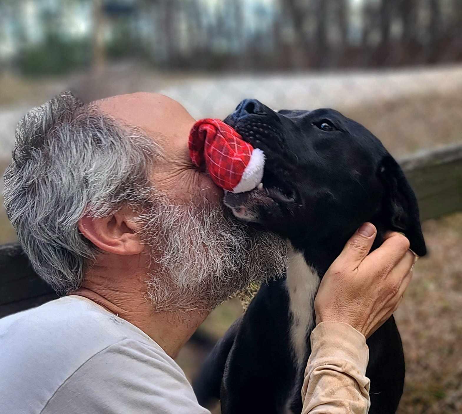 Ellie, a Adoptable mixed breed image 6/6