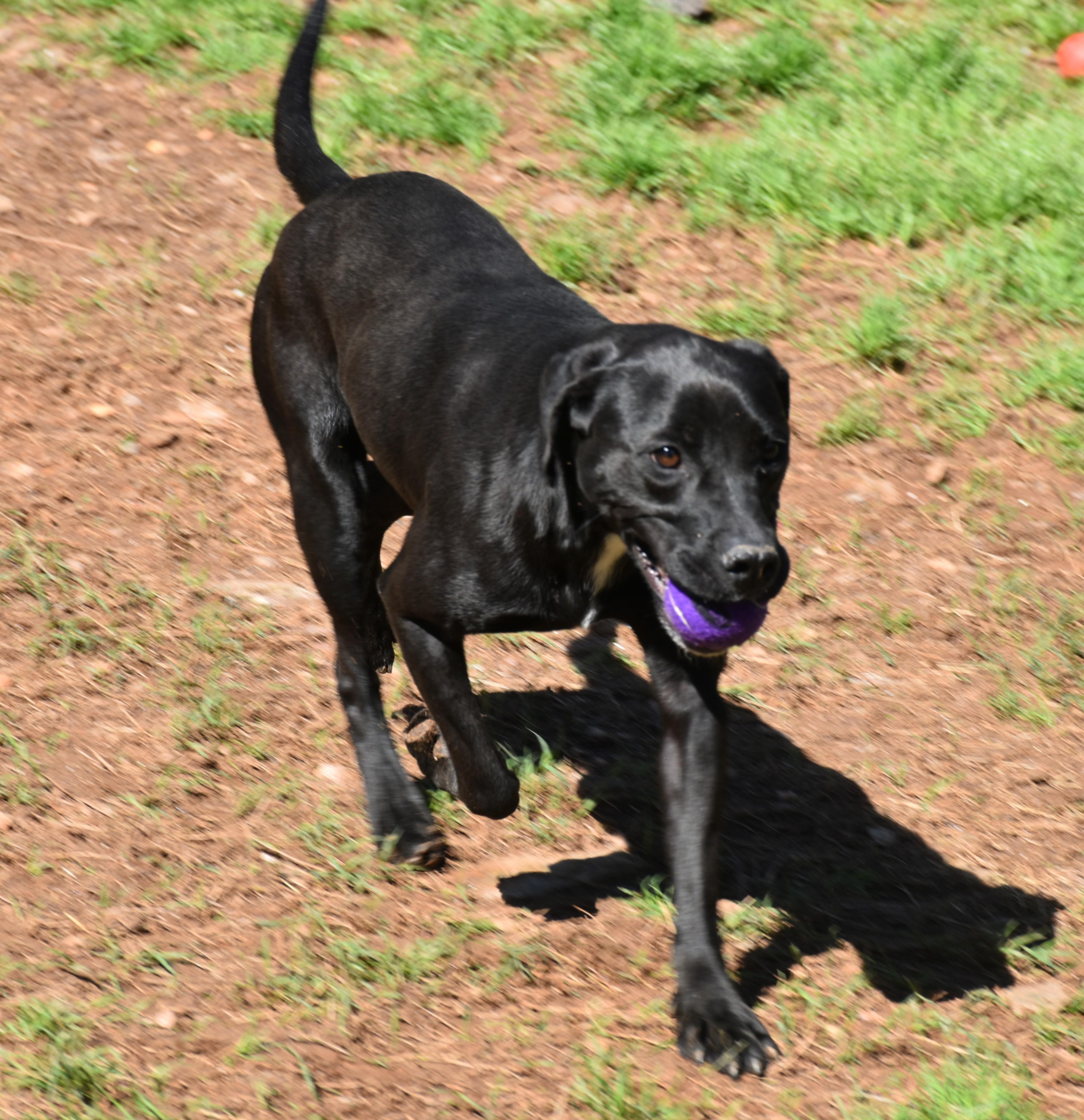 Enlarge Ellie, a Adoptable mixed breed in Wedowee, AL image 6/6