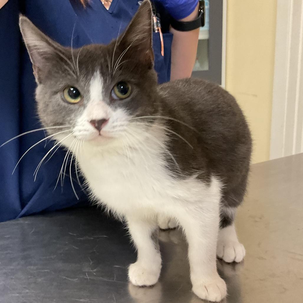 Enlarge Storm, a Adoptable Domestic Short Hair in Monroe, LA image 1/1