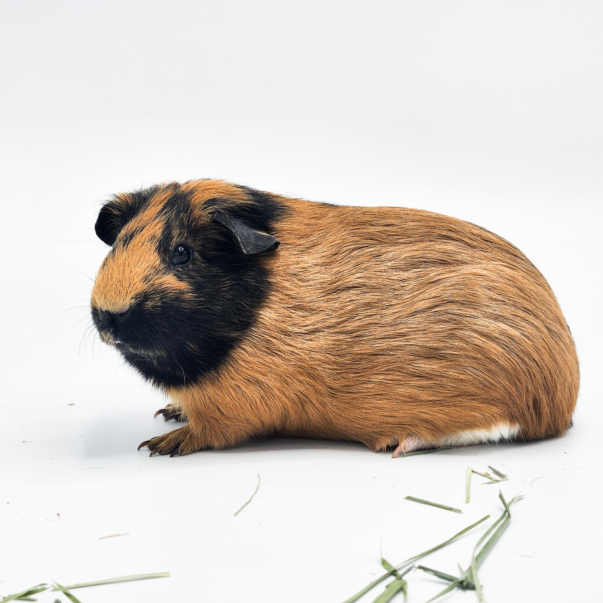 Enlarge Bon Bon, a Adopted Guinea Pig in Angleton, TX image 1/2