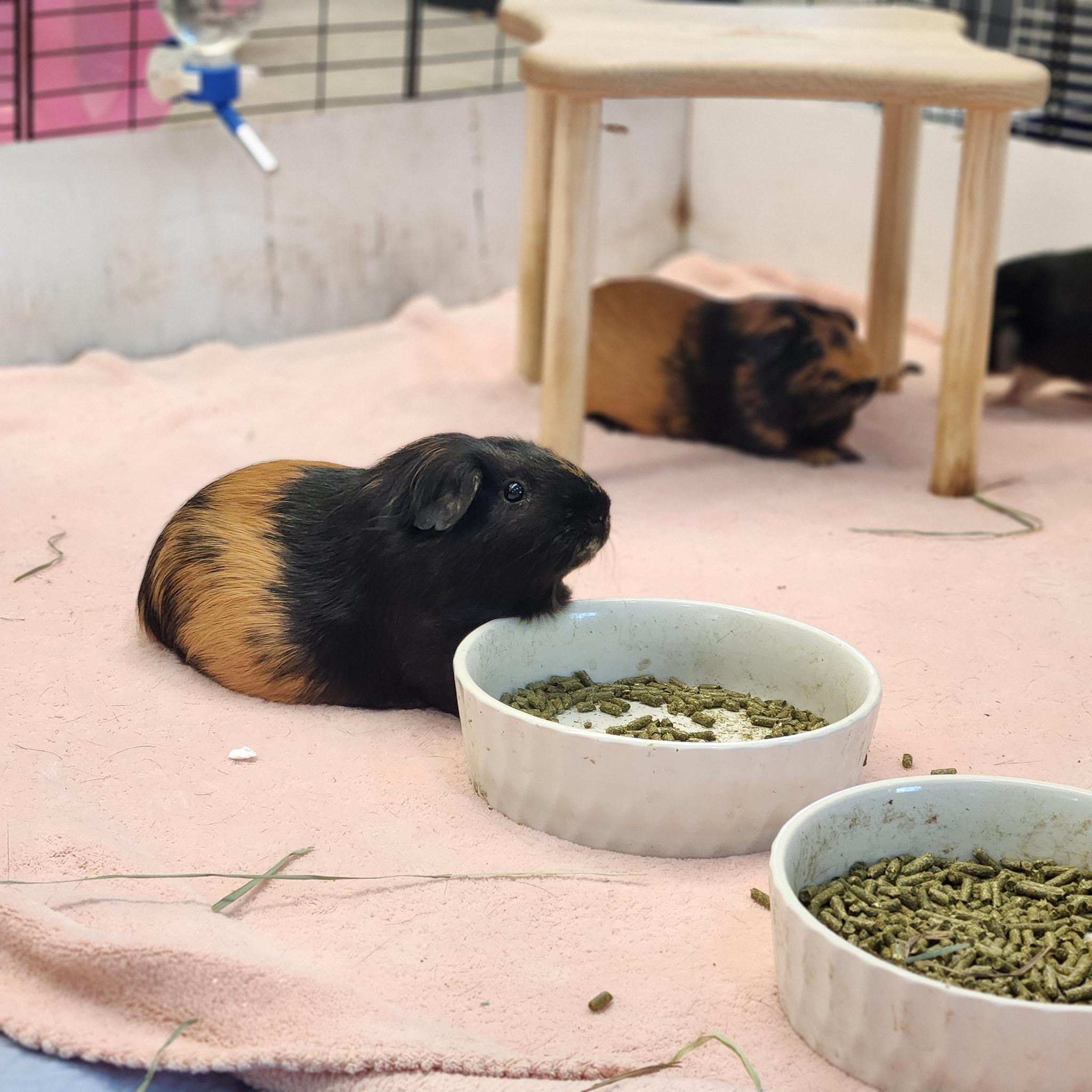 Enlarge Bon Bon, a Adopted Guinea Pig in Angleton, TX image 2/2