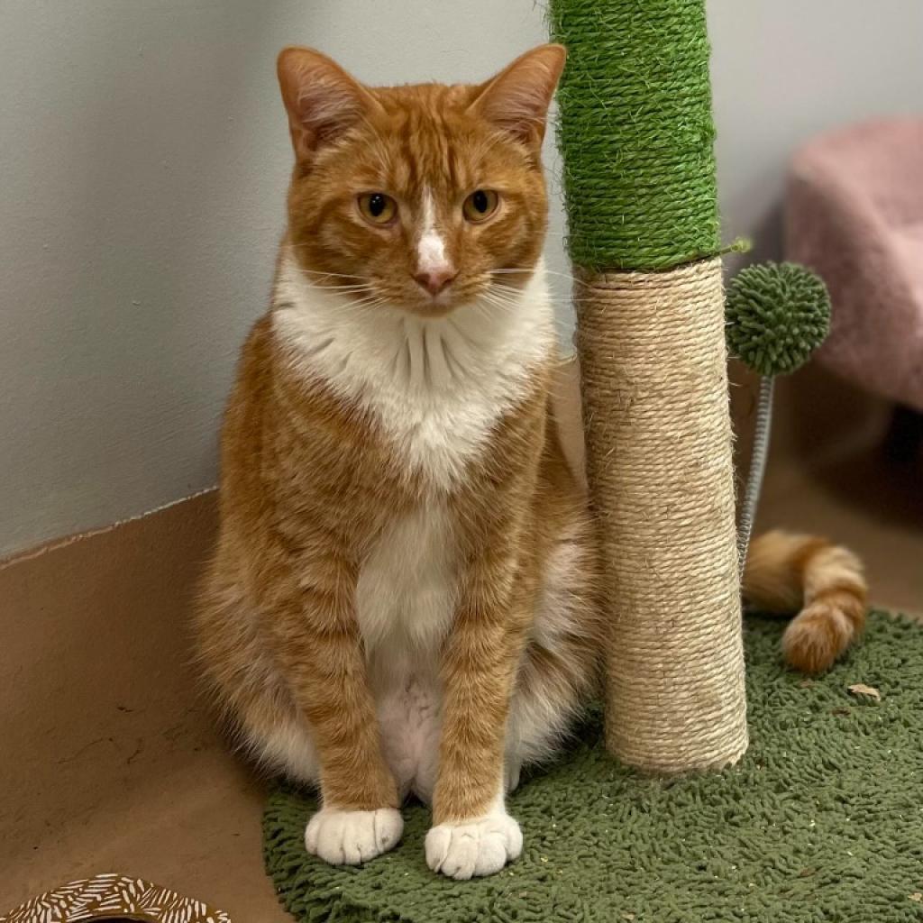 Enlarge Curry, a Adoptable Domestic Short Hair in Walden, NY image 1/1