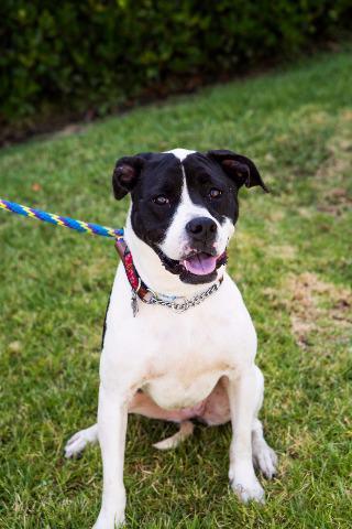 Pfeifer, a Adoptable mixed breed in San Diego, CA image 3/6