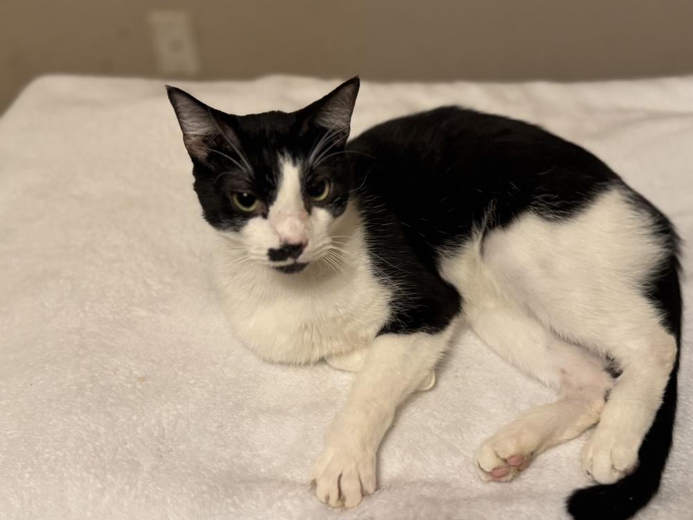 Moostache, Adoptable, Adult Male Domestic Short Hair.