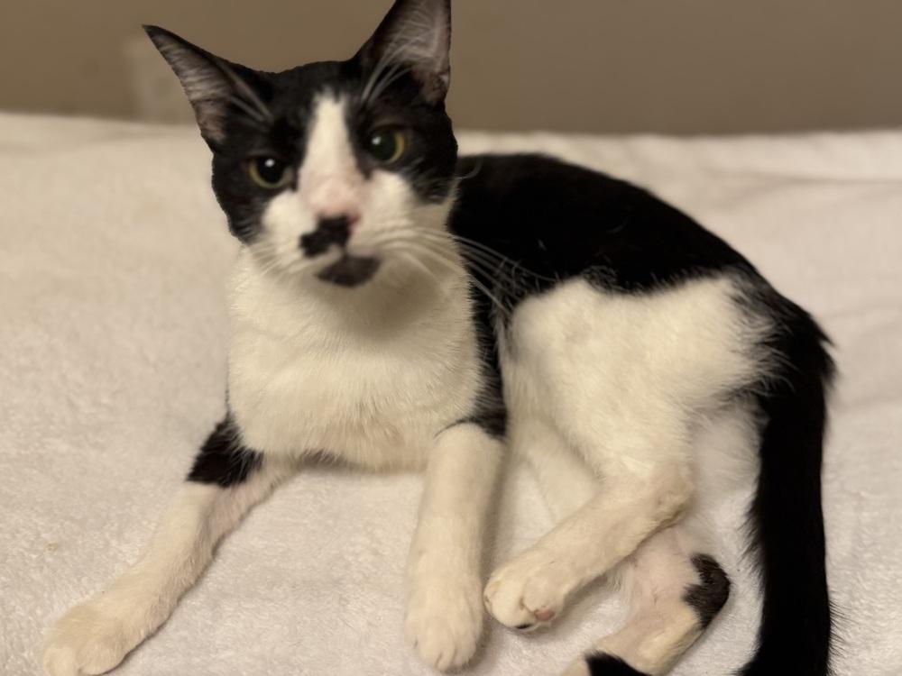 Enlarge Moostache, a Adoptable mixed breed in Plumerville, AR image 2/3