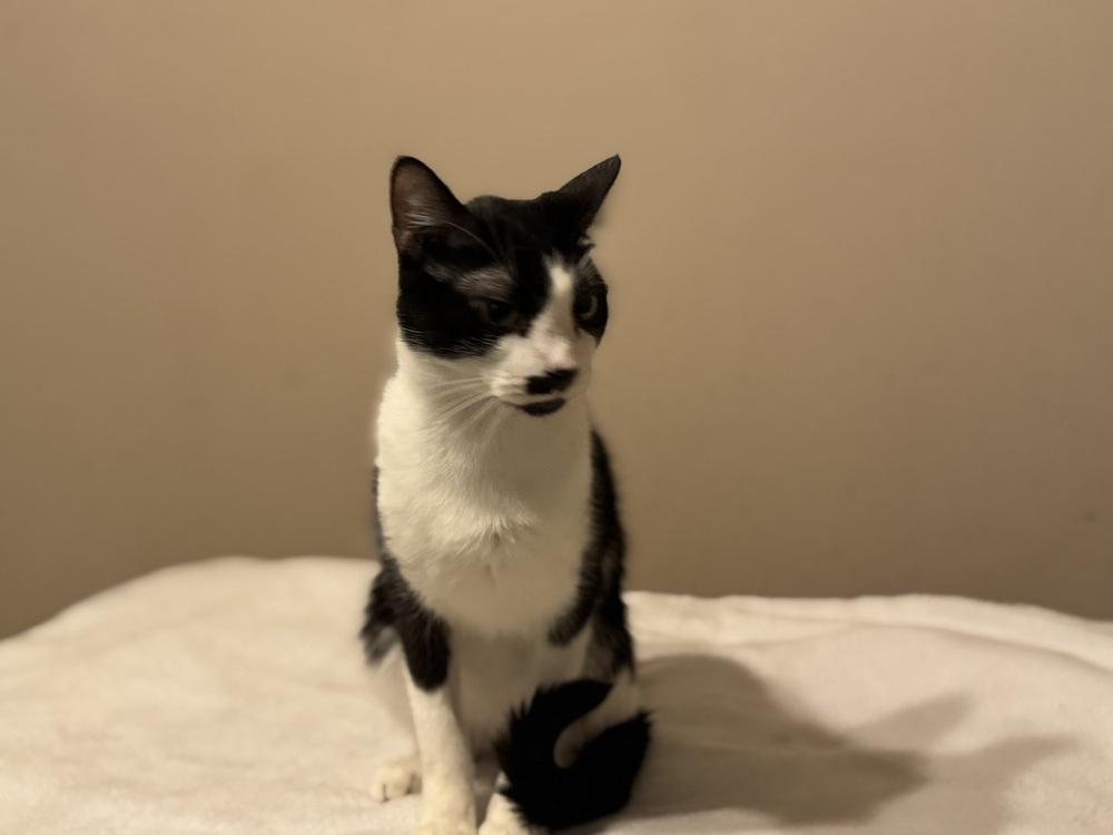 Enlarge Moostache, a Adoptable mixed breed in Plumerville, AR image 3/3