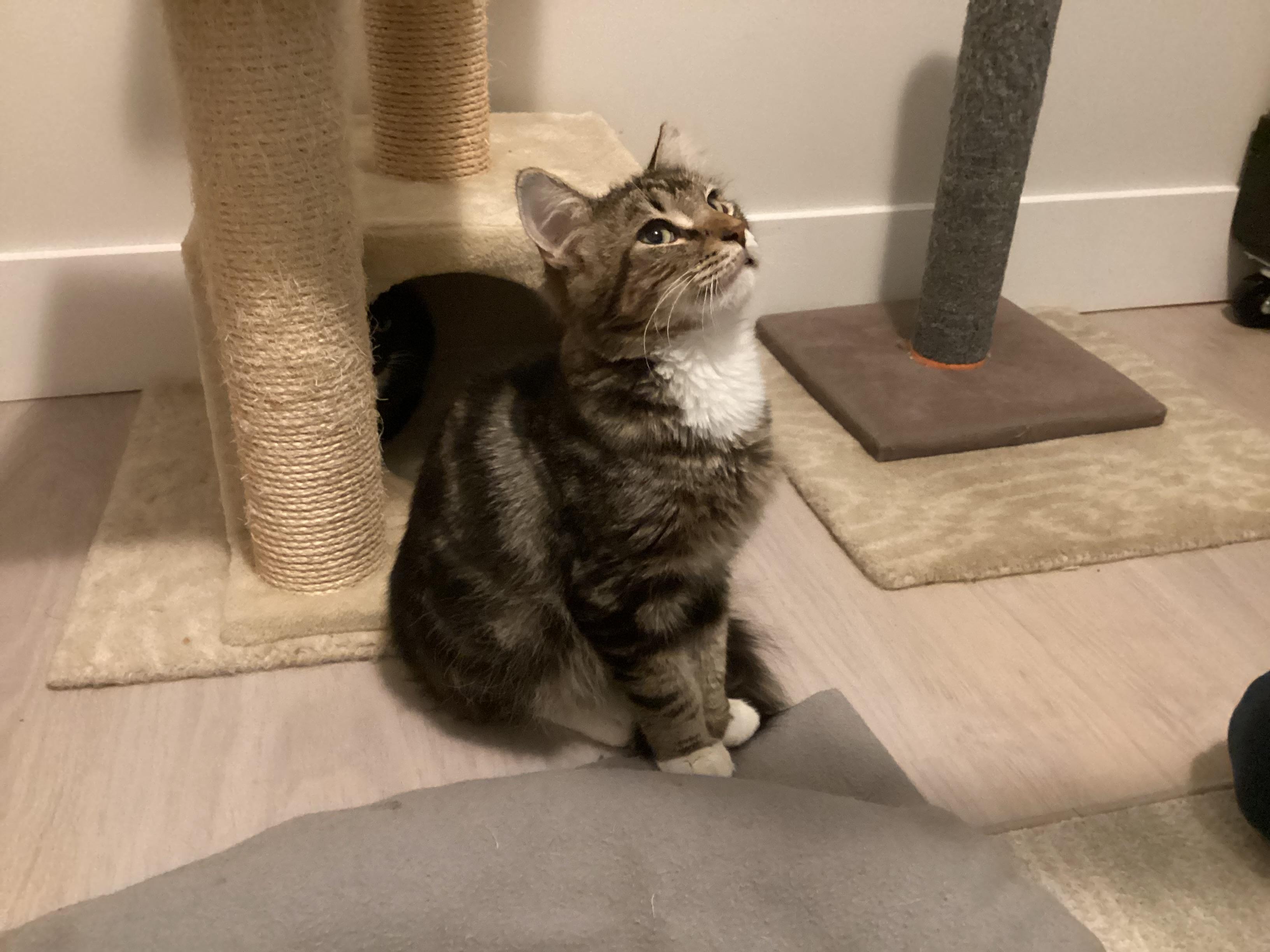 Roxie (female) and Ryder (male) - BONDED PAIR, adopted, Kitten Female Domestic Short Hair.