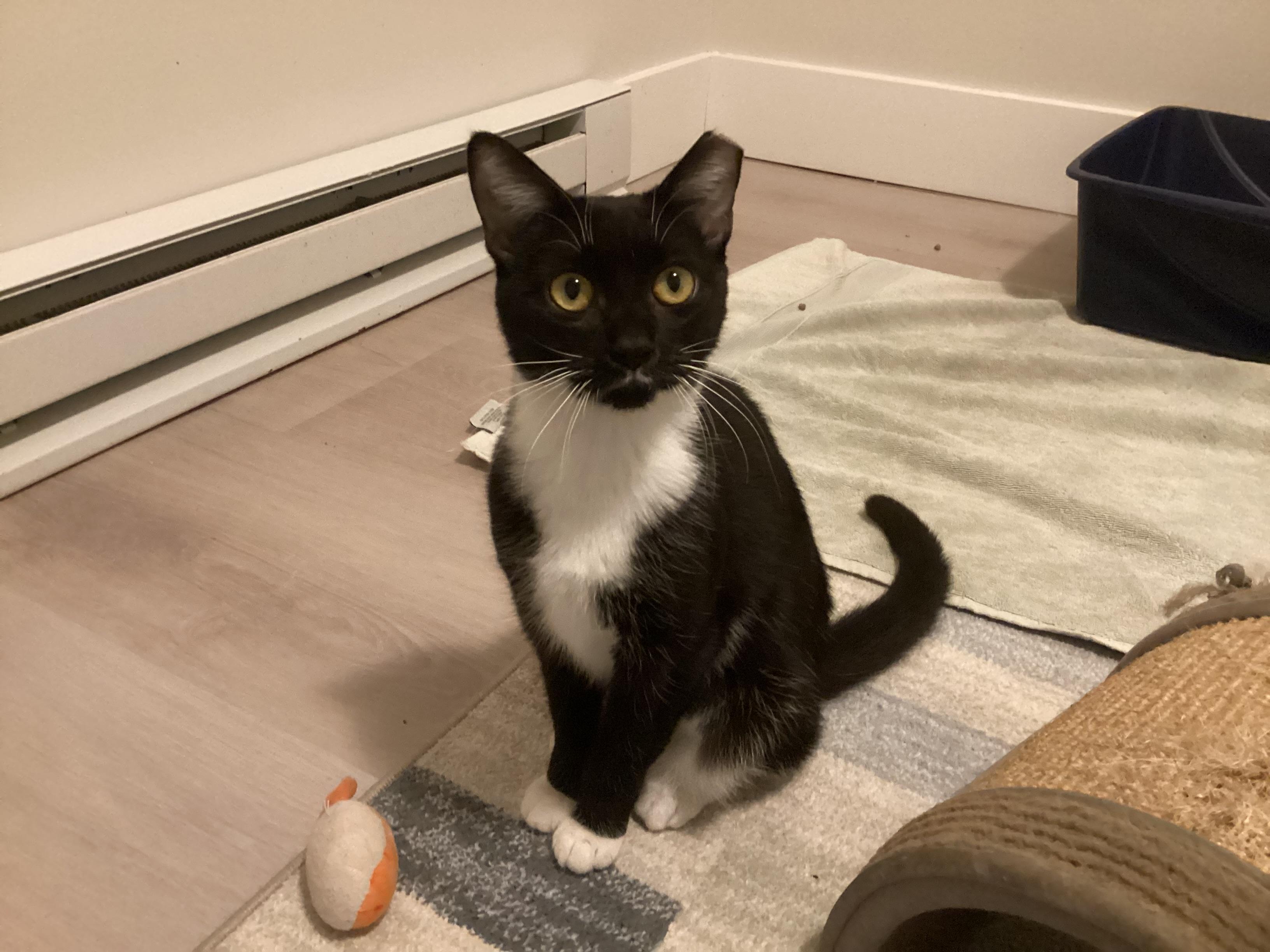 Enlarge Roxie (female) and Ryder (male) - BONDED PAIR, an adopted Domestic Short Hair in Wells, ME image 2/2