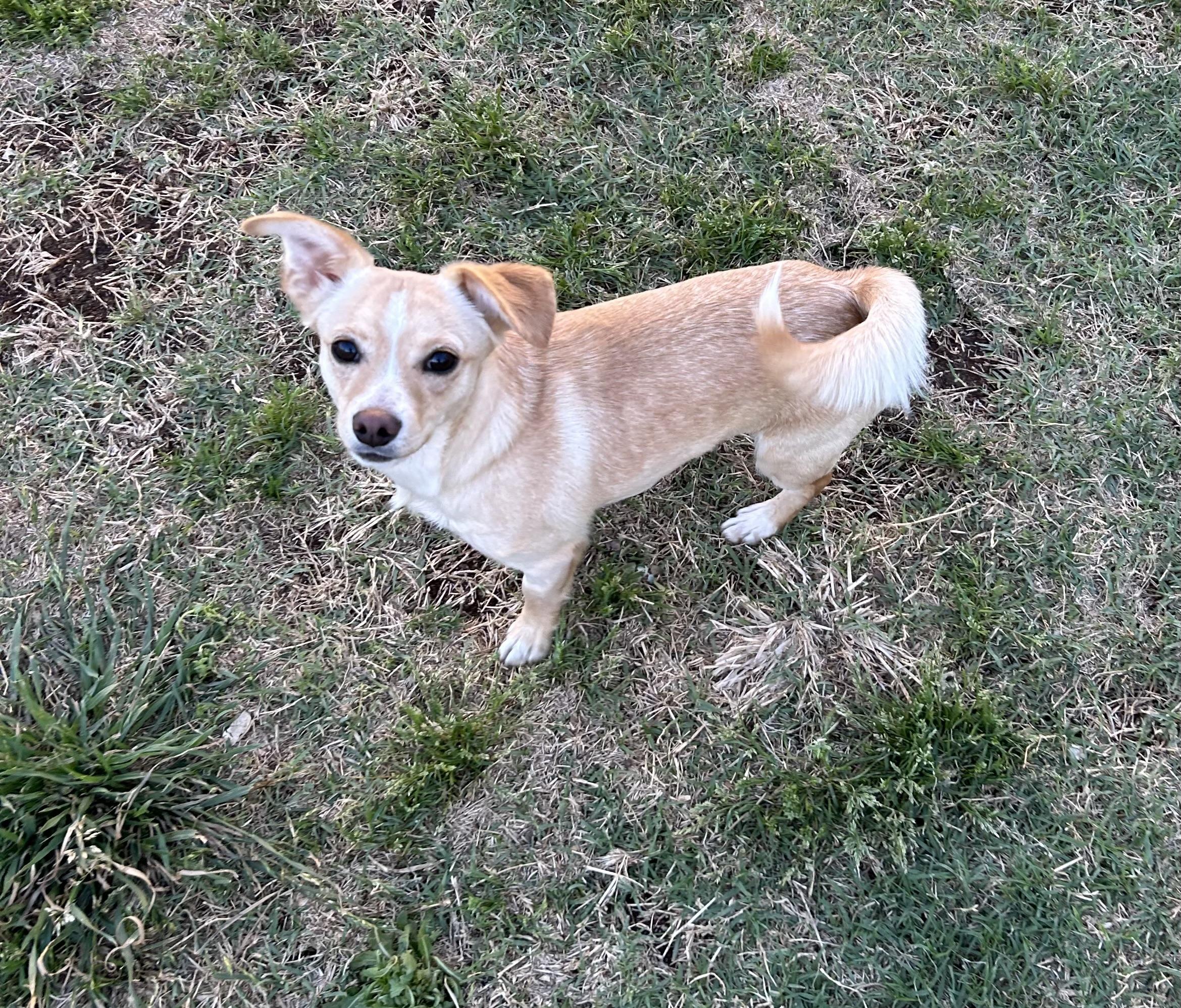 Dylon, Adoptable, Adult Male Chihuahua.
