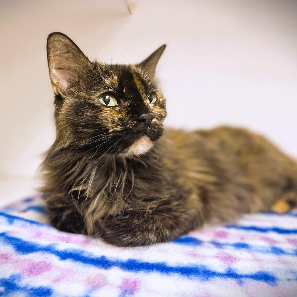 Scarlett, a Adoptable mixed breed in Tulsa, OK image 1/6