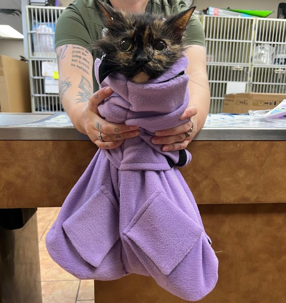 Enlarge Scarlett, a Adoptable mixed breed in Tulsa, OK image 2/6