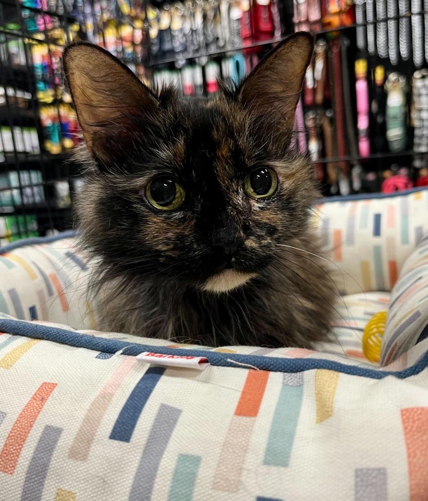 Enlarge Scarlett, a Adoptable mixed breed in Tulsa, OK image 3/6