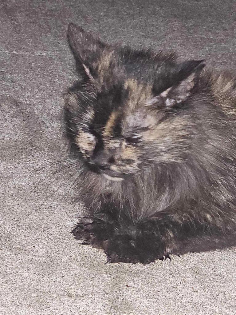 Scarlett, Adoptable, Adult Female Domestic Short Hair.