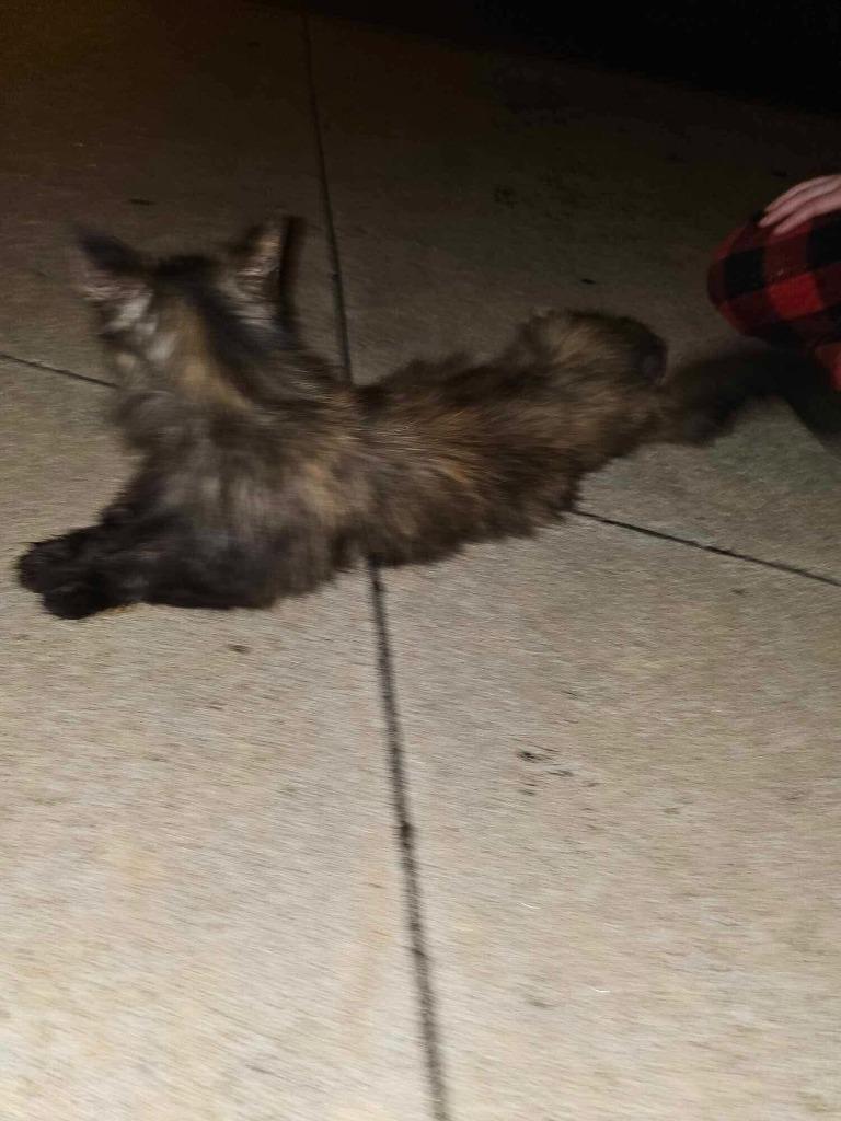 Scarlett, a Adoptable mixed breed in Tulsa, OK image 5/6