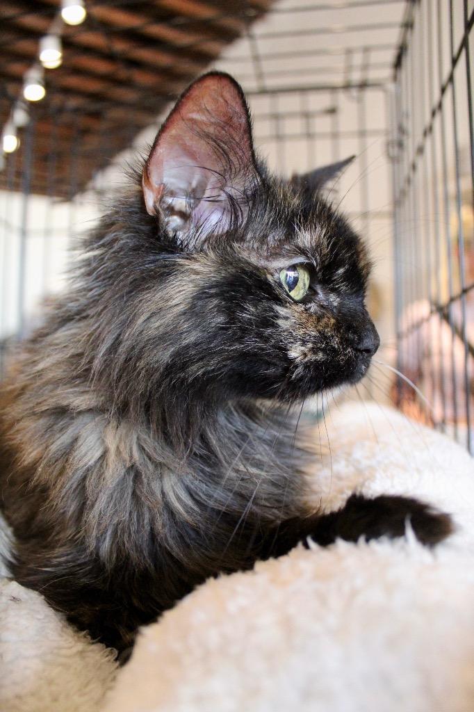 Enlarge Scarlett, a Adoptable mixed breed in Tulsa, OK image 3/6