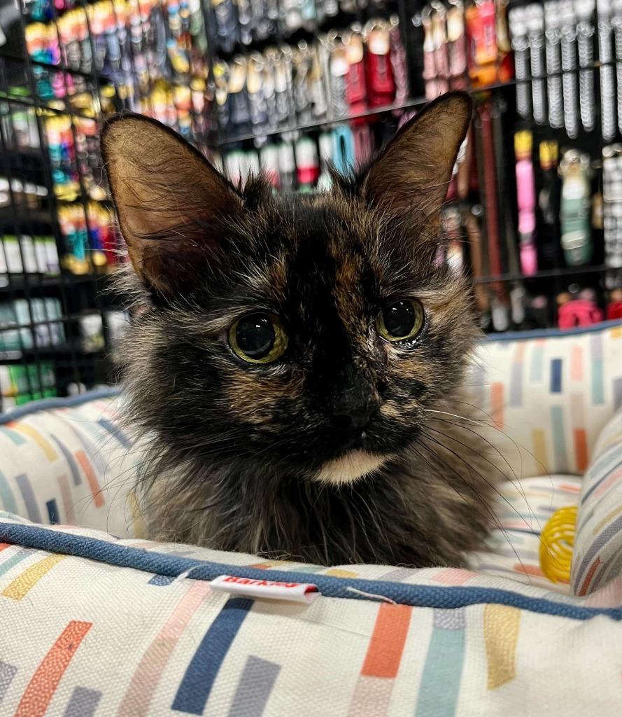 Enlarge Scarlett, a Adoptable mixed breed in Tulsa, OK image 5/6