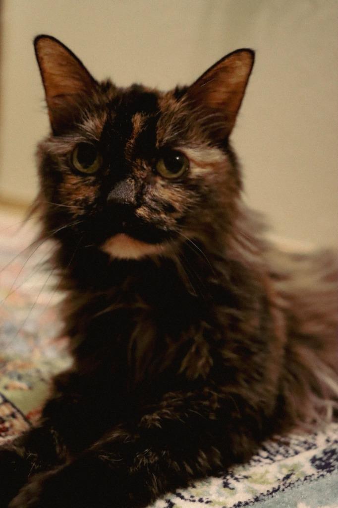 Enlarge Scarlett, a Adoptable mixed breed in Tulsa, OK image 6/6