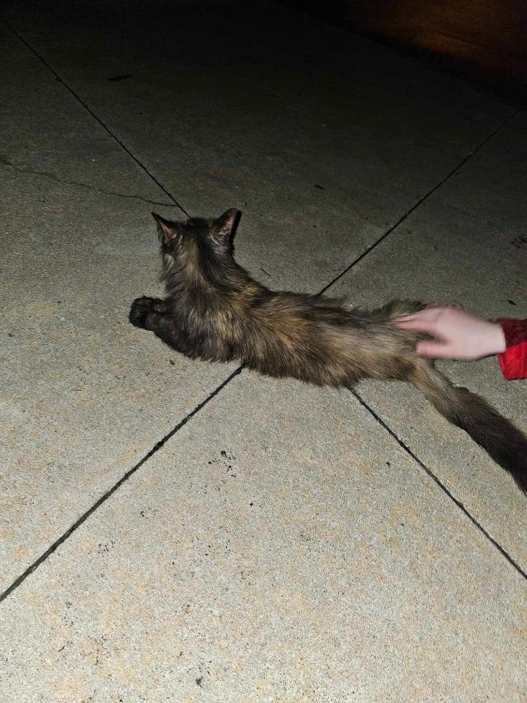 Enlarge Scarlett, a Adoptable mixed breed in Tulsa, OK image 6/6