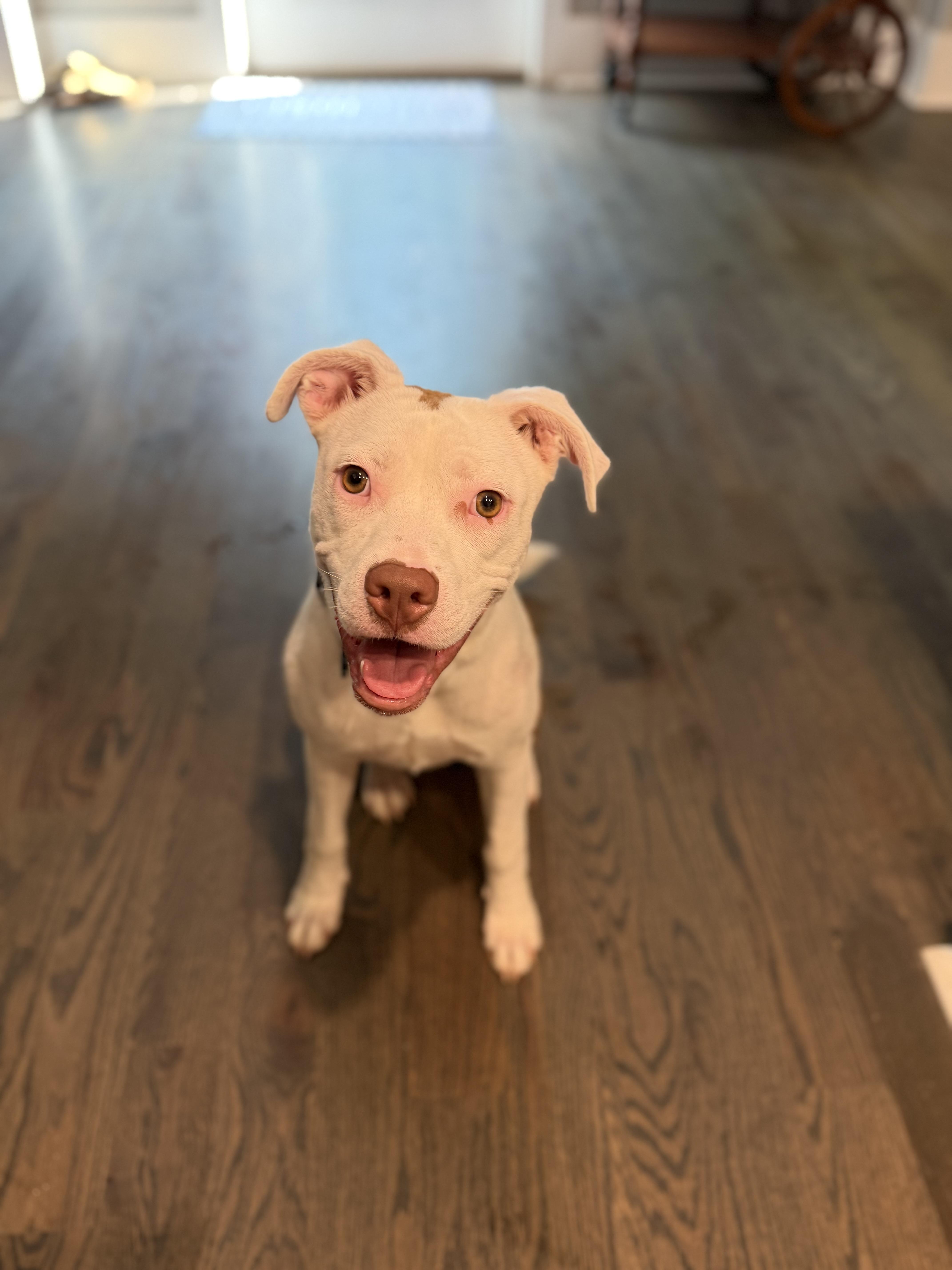 Enlarge Vera, a Adoptable mixed breed in Cornelius, NC image 4/5