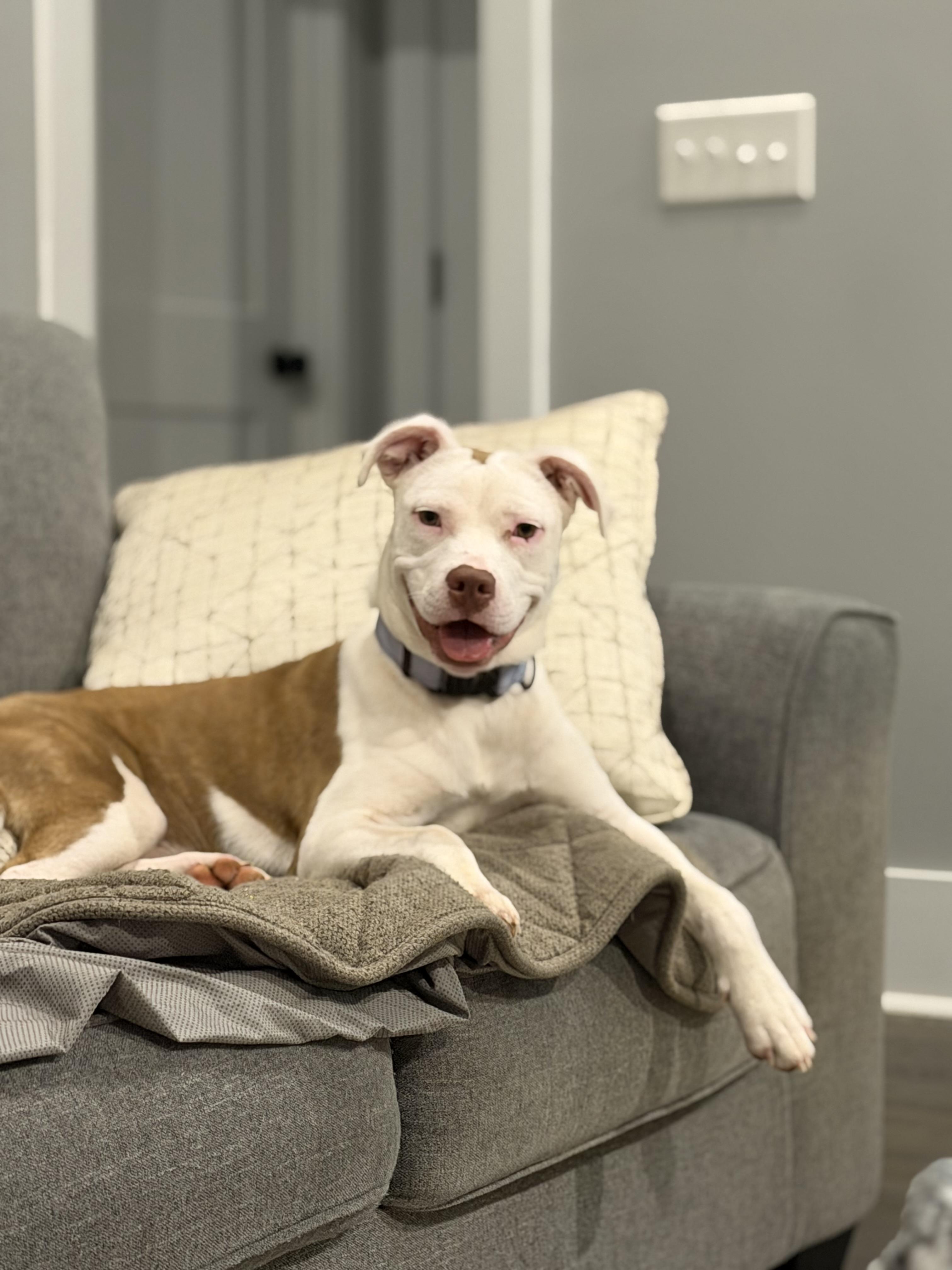 Enlarge Vera, a Adoptable mixed breed in Cornelius, NC image 1/5